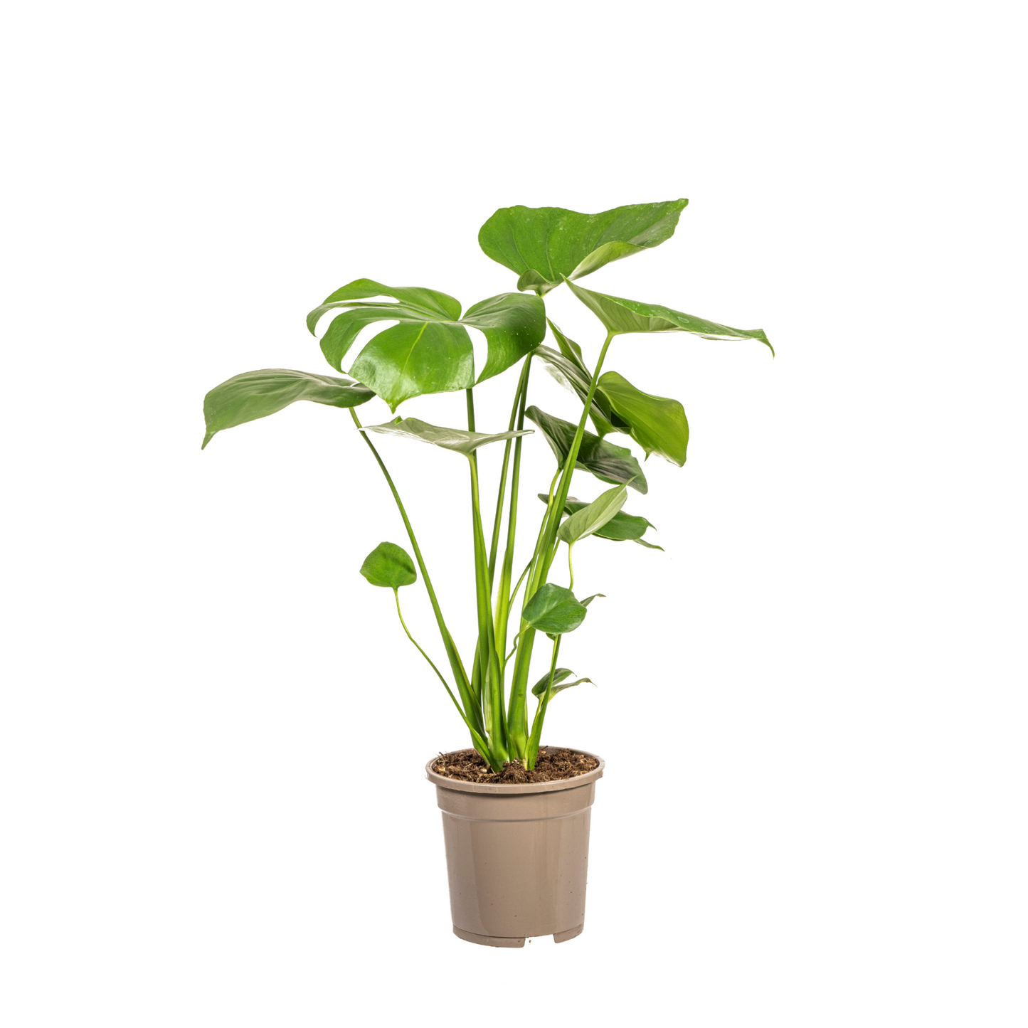 Monstera Deliciosa Tauerii - "Kompaktes Fensterblatt" - ⭥60cm