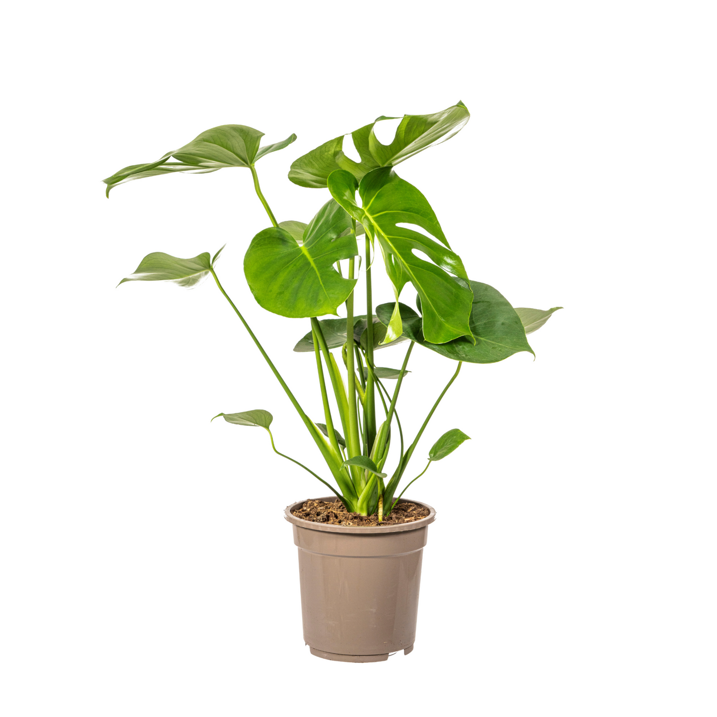 Monstera Deliciosa Tauerii - "Kompaktes Fensterblatt" - ⭥70cm