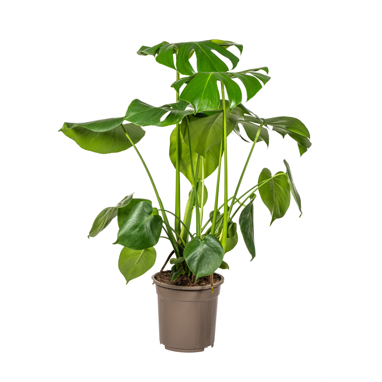 Monstera Deliciosa Tauerii - "Kompaktes Fensterblatt" - ⭥80cm