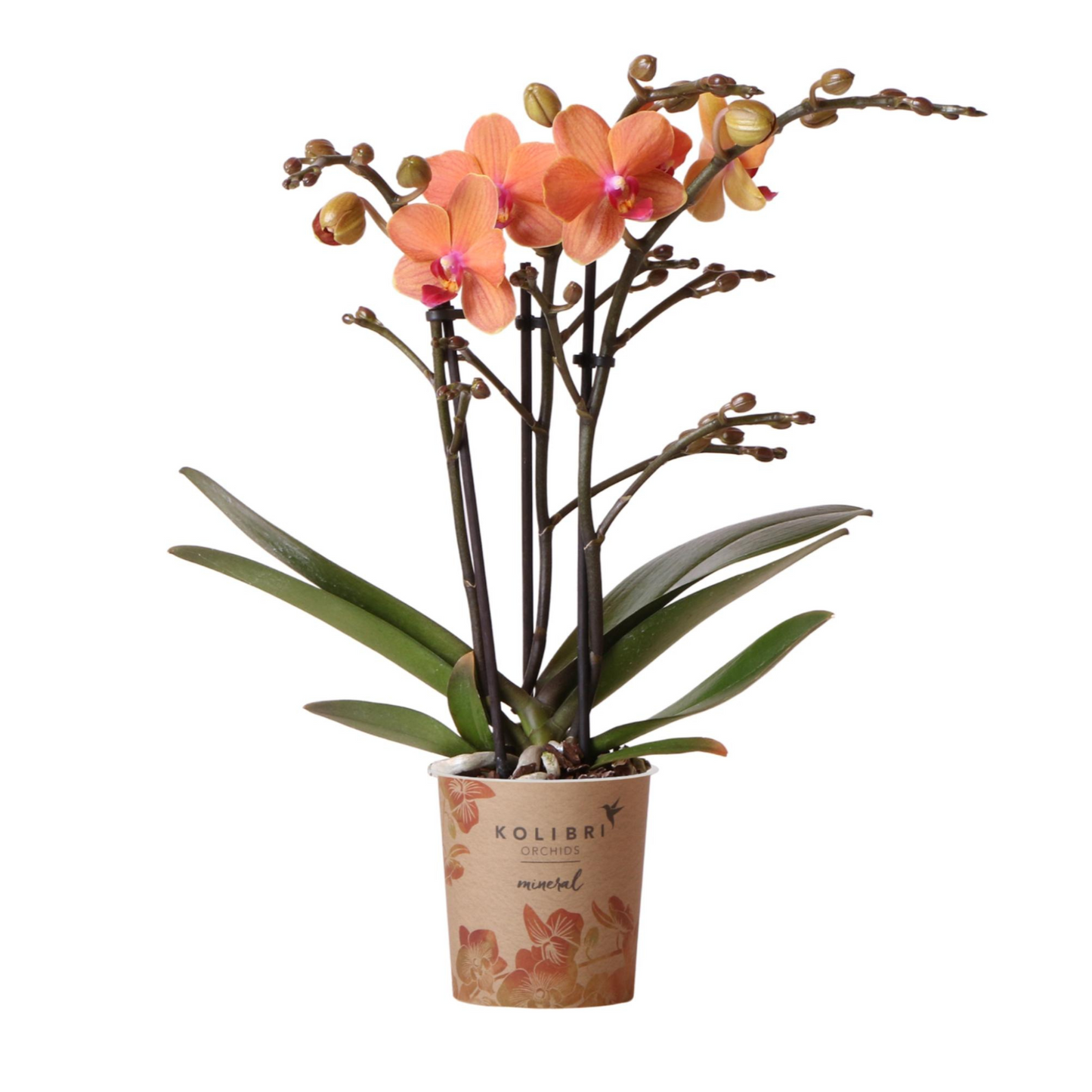 Orangene Orchidee "Bolzano" - ⭥35cm