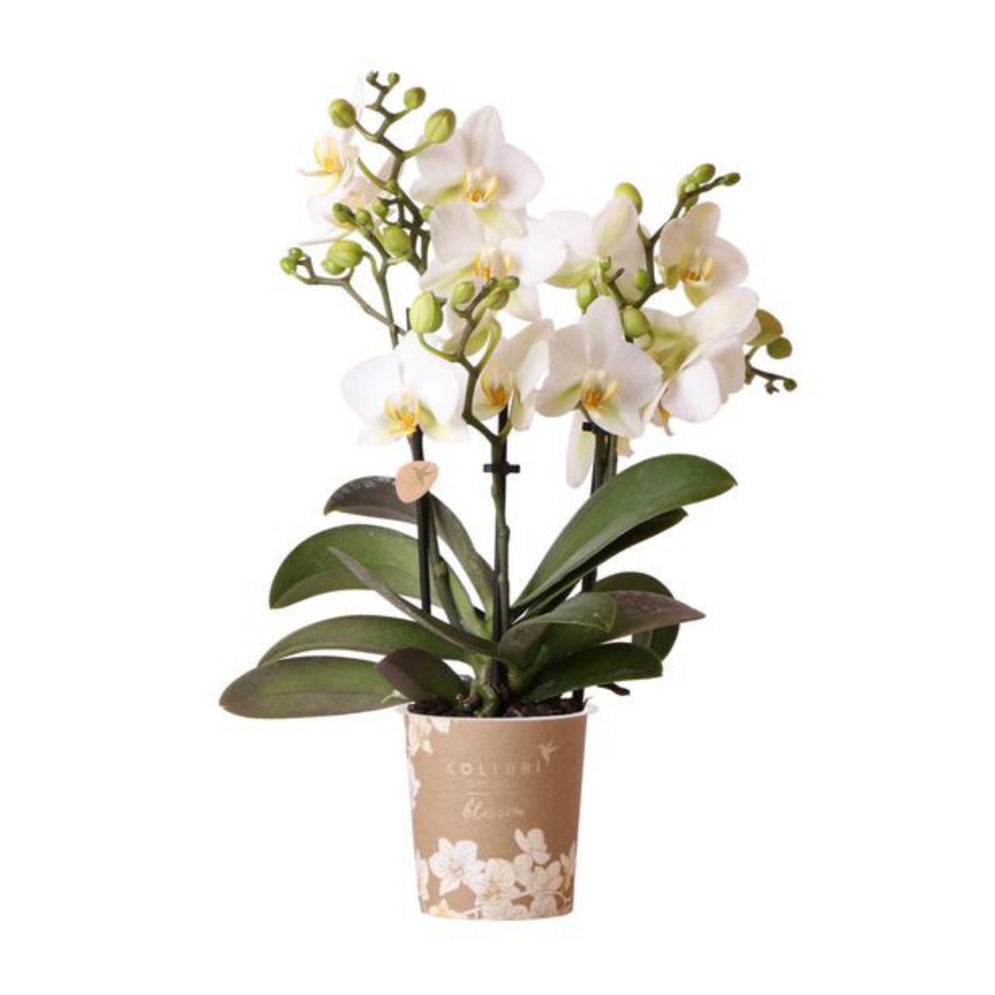 Weiße Orchidee "Lausanne" - ⭥35cm