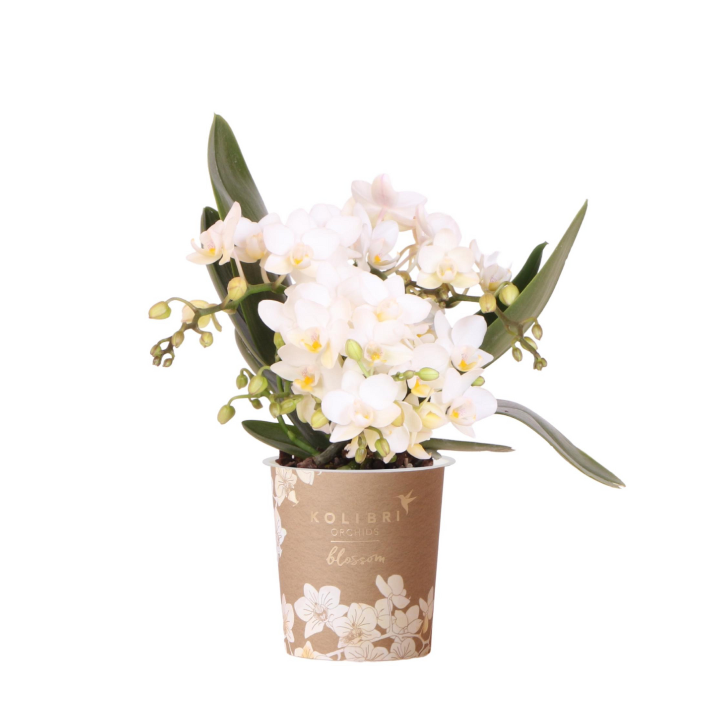 Weiße Orchidee "Nazaré" - ⭥30cm