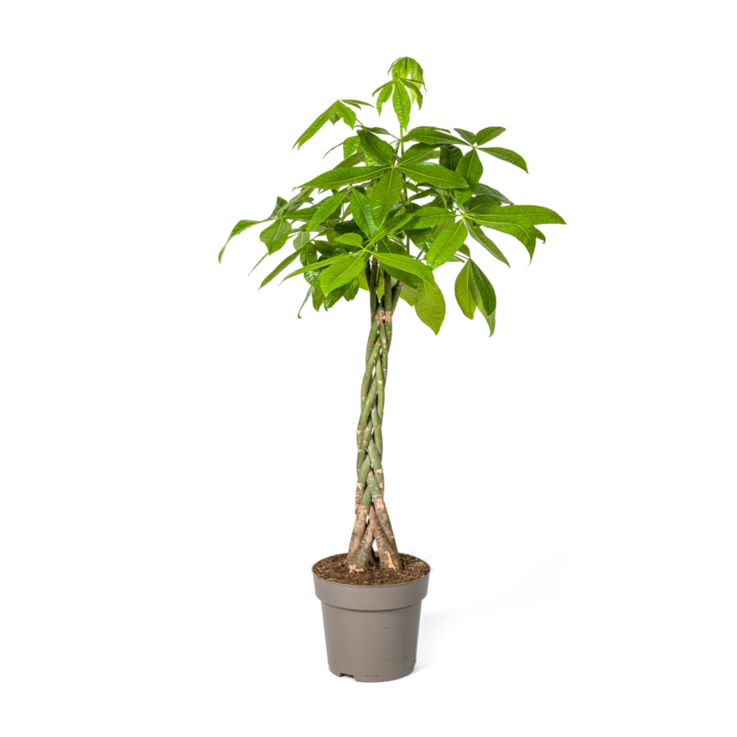 Pachira Aquatica - "Glückskastanie" - ⭥140cm