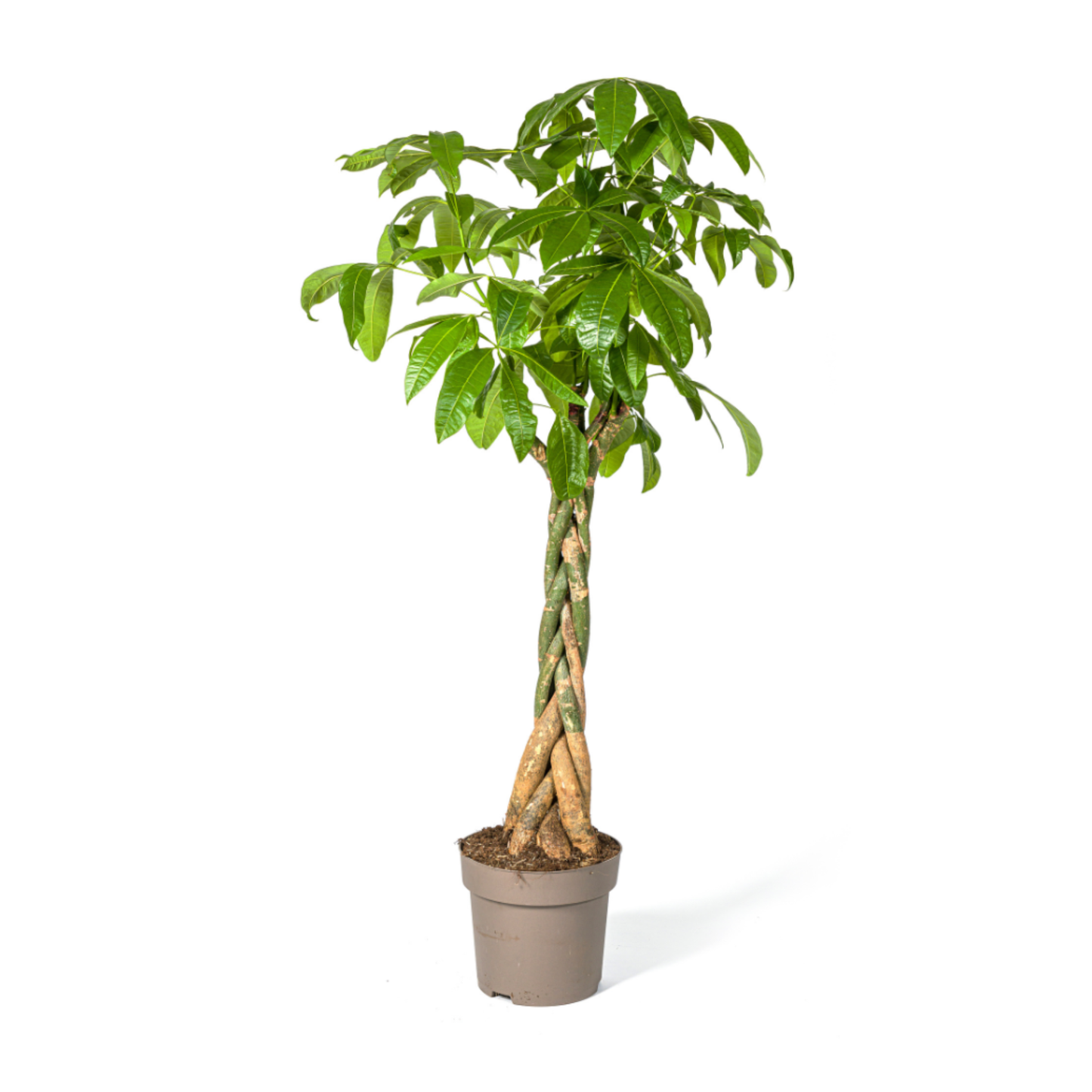 Pachira Aquatica - "Glückskastanie" - ⭥170cm