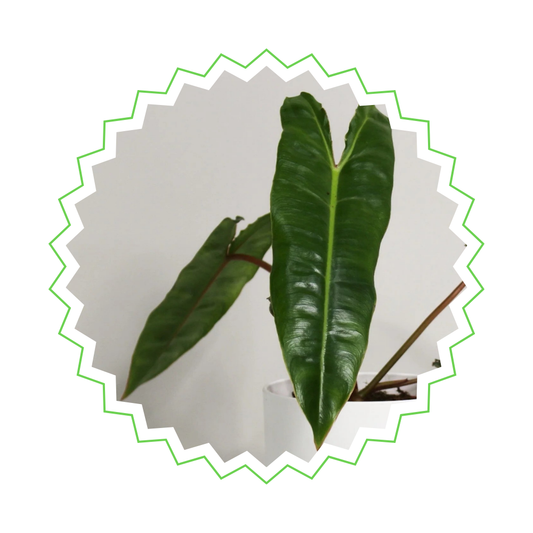 Philodendron Billietiae - ⭥25cm