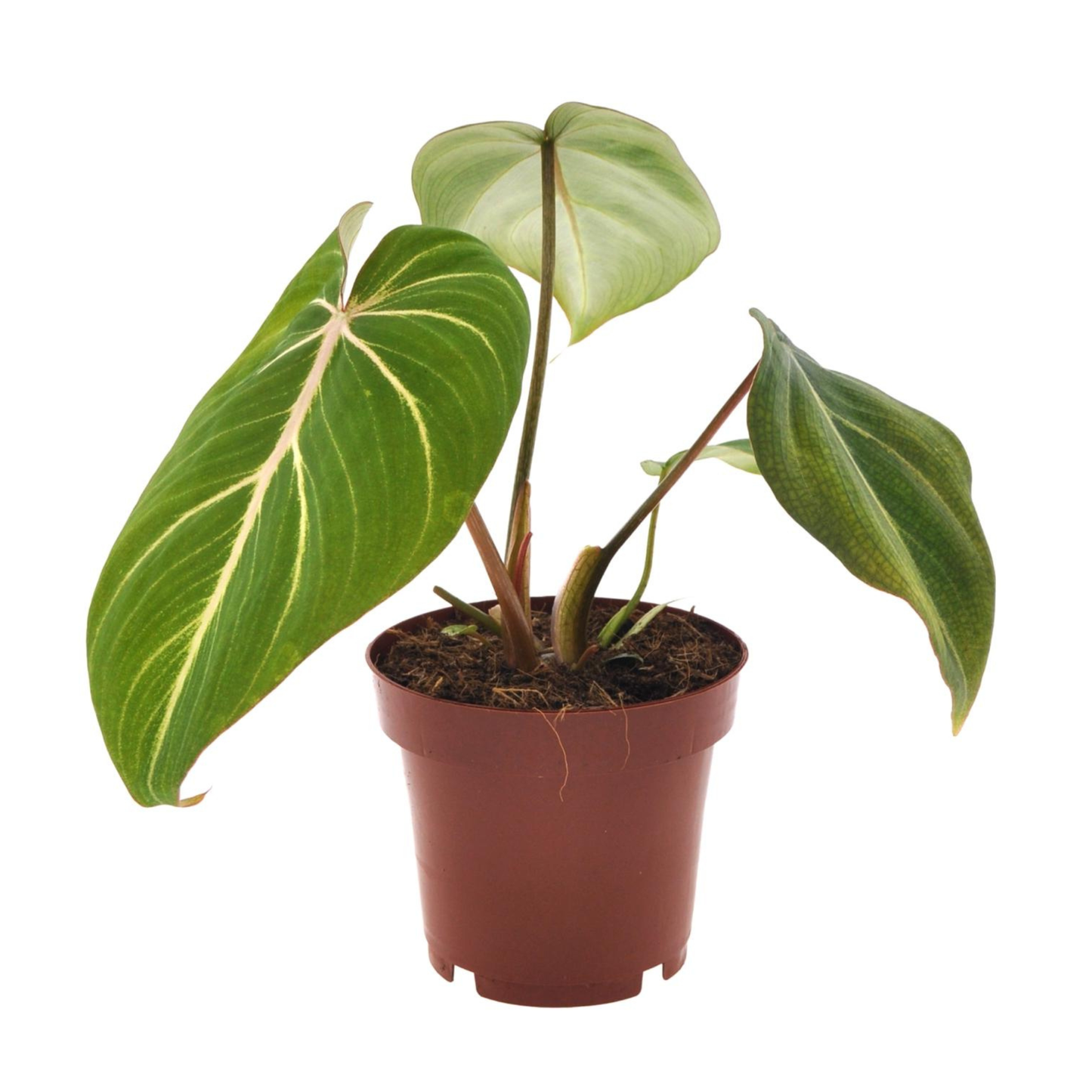Philodendron Gloriosum - ⭥25cm