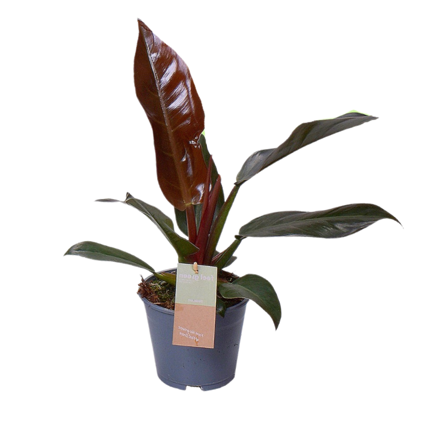 Philodendron Imperial Red - ⭥35cm