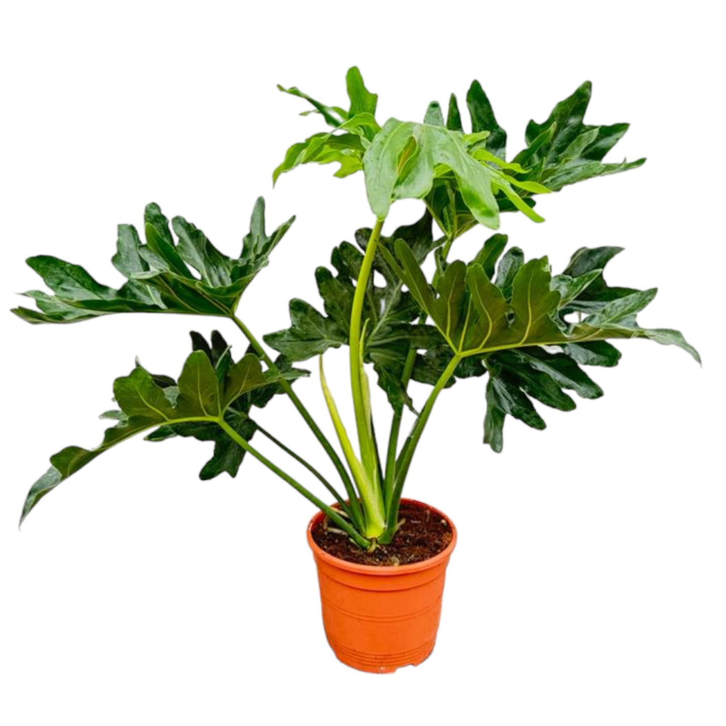 Philodendron Selloum - "Baum-Philodendron" - ⭥60cm