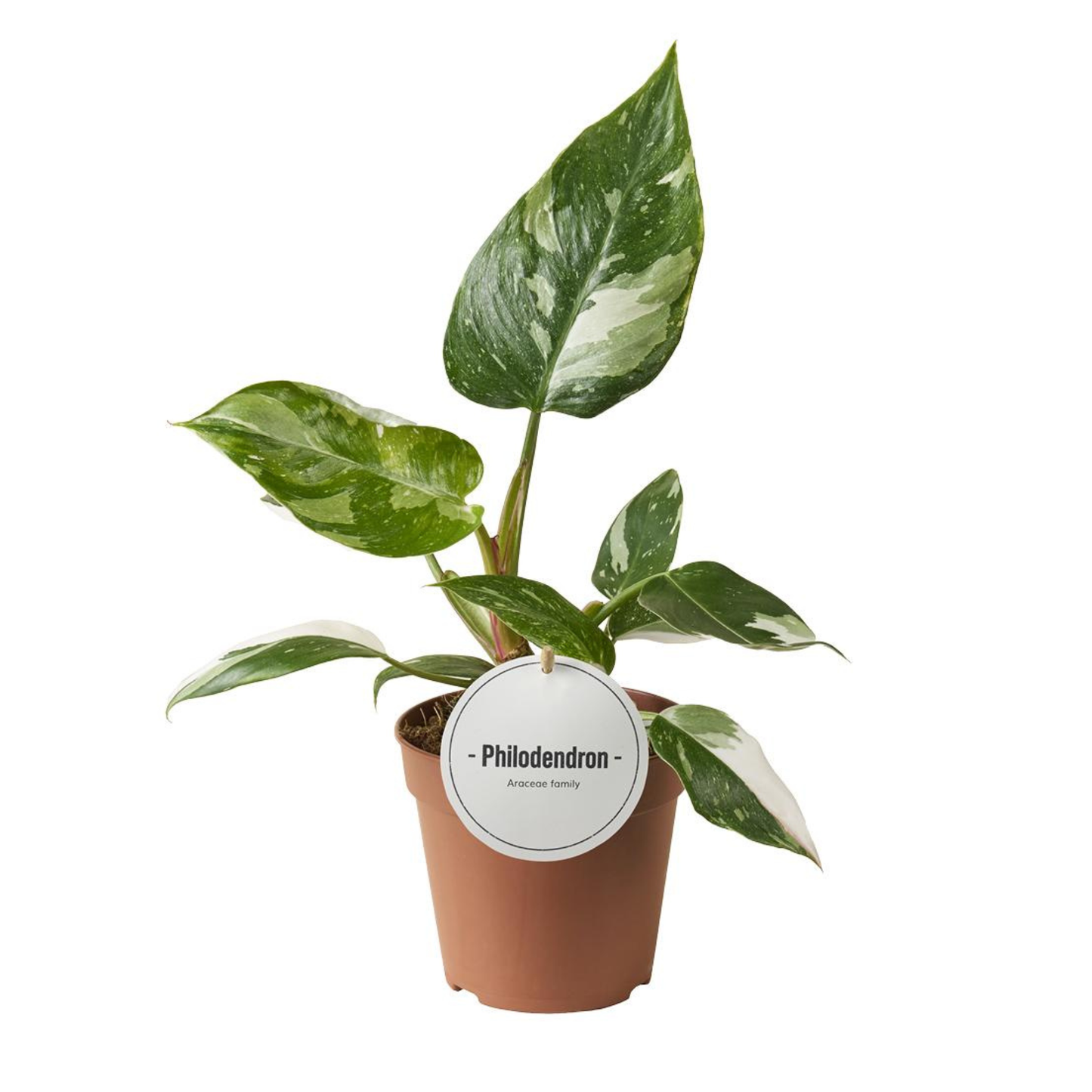 Philodendron White Princess - ⭥30cm