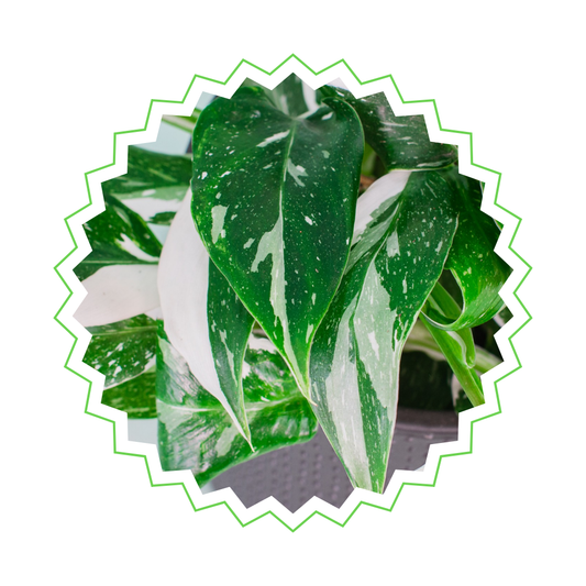 Philodendron White Princess - ⭥30cm
