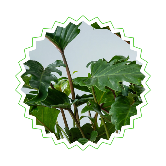 Philodendron Xanadu - ⭥60cm