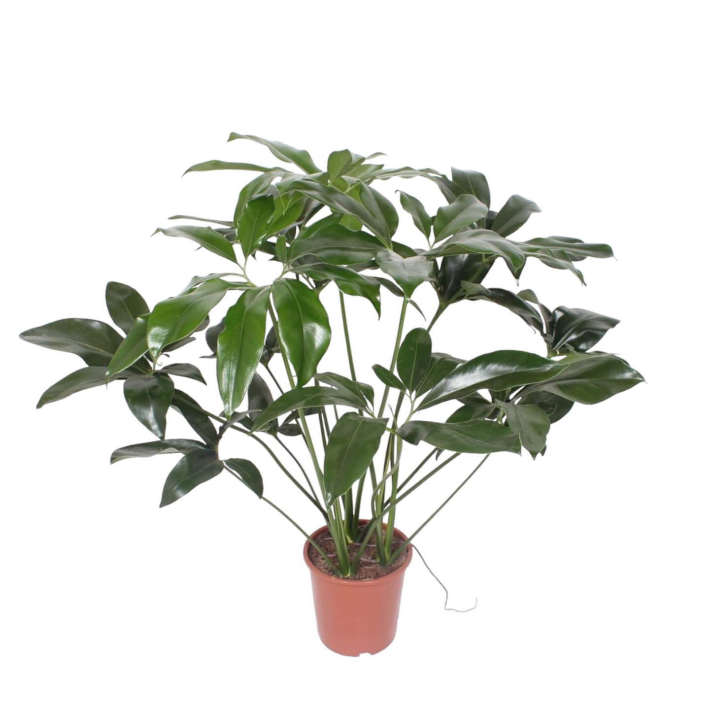 Philodendron Green Wonder - ⭥120cm