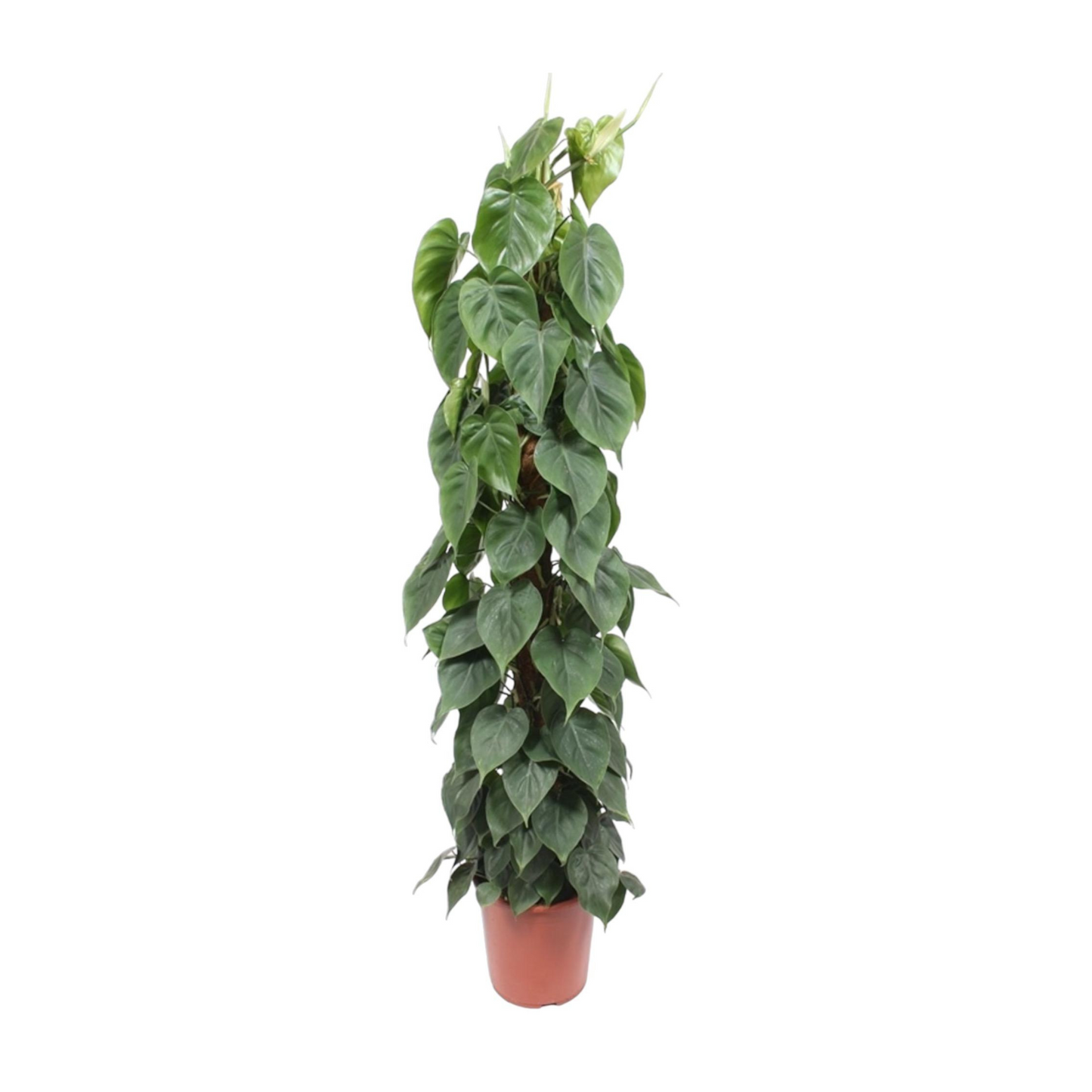 Philodendron Scandens - "Kletter-Philodendron" - ⭥150cm
