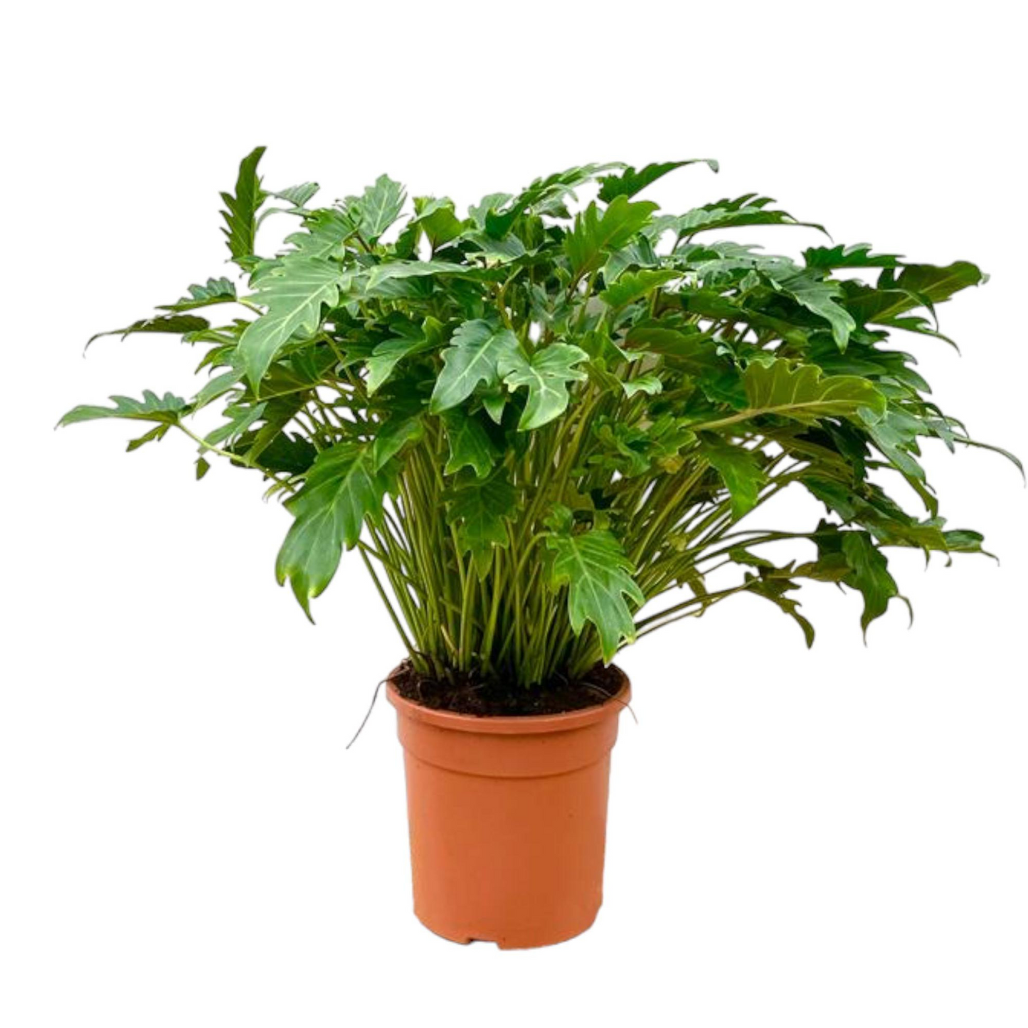 Philodendron Xanadu - ⭥80cm