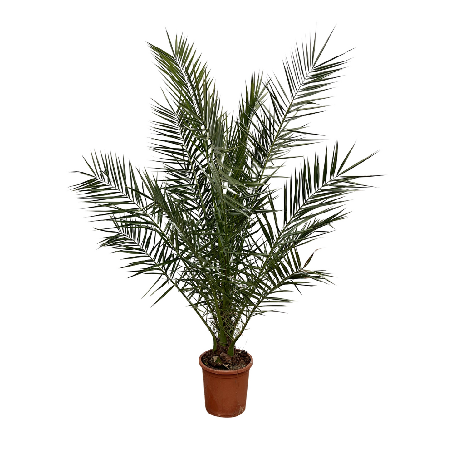Phoenix Canariensis - "Kanarische Dattelpalme" - ⭥180cm