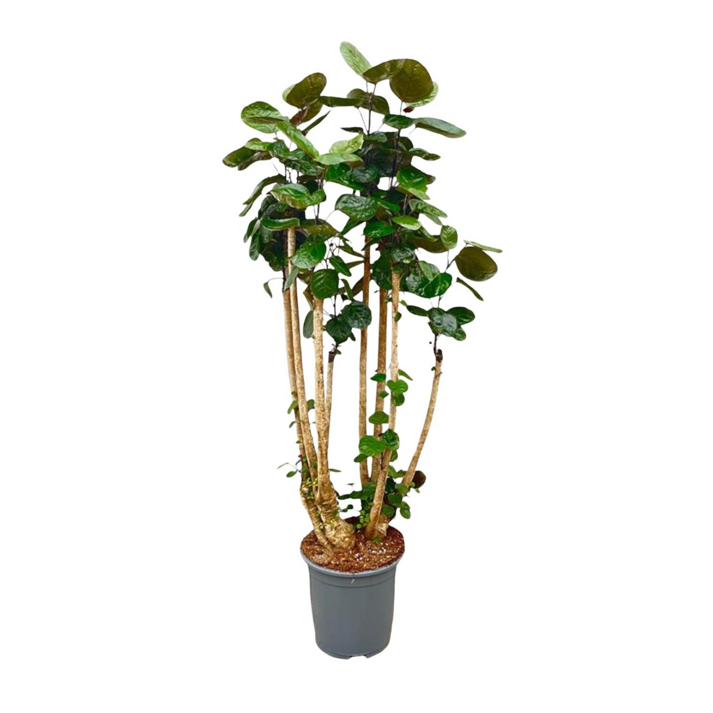 Polyscias Fabian - ⭥160cm