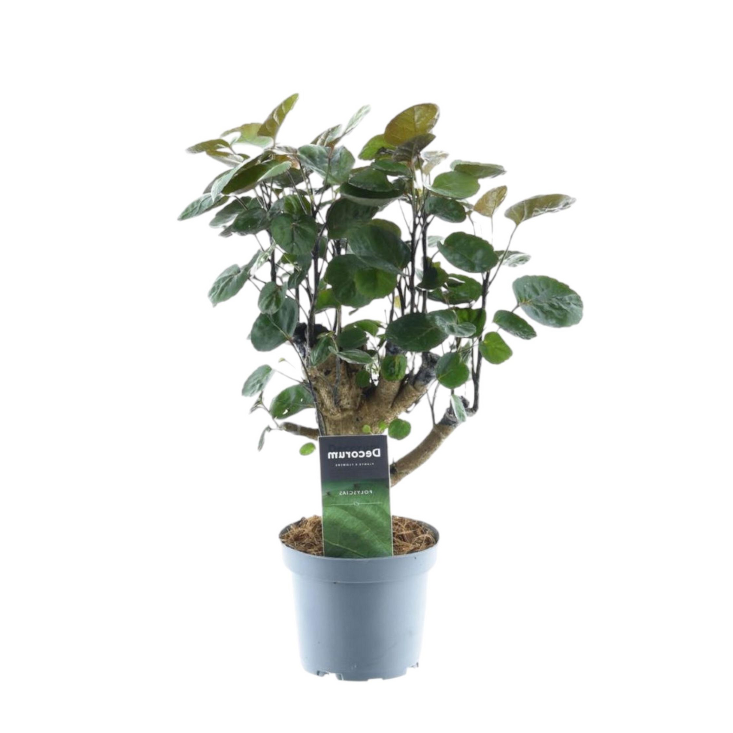 Polyscias Fabian - ⭥45cm