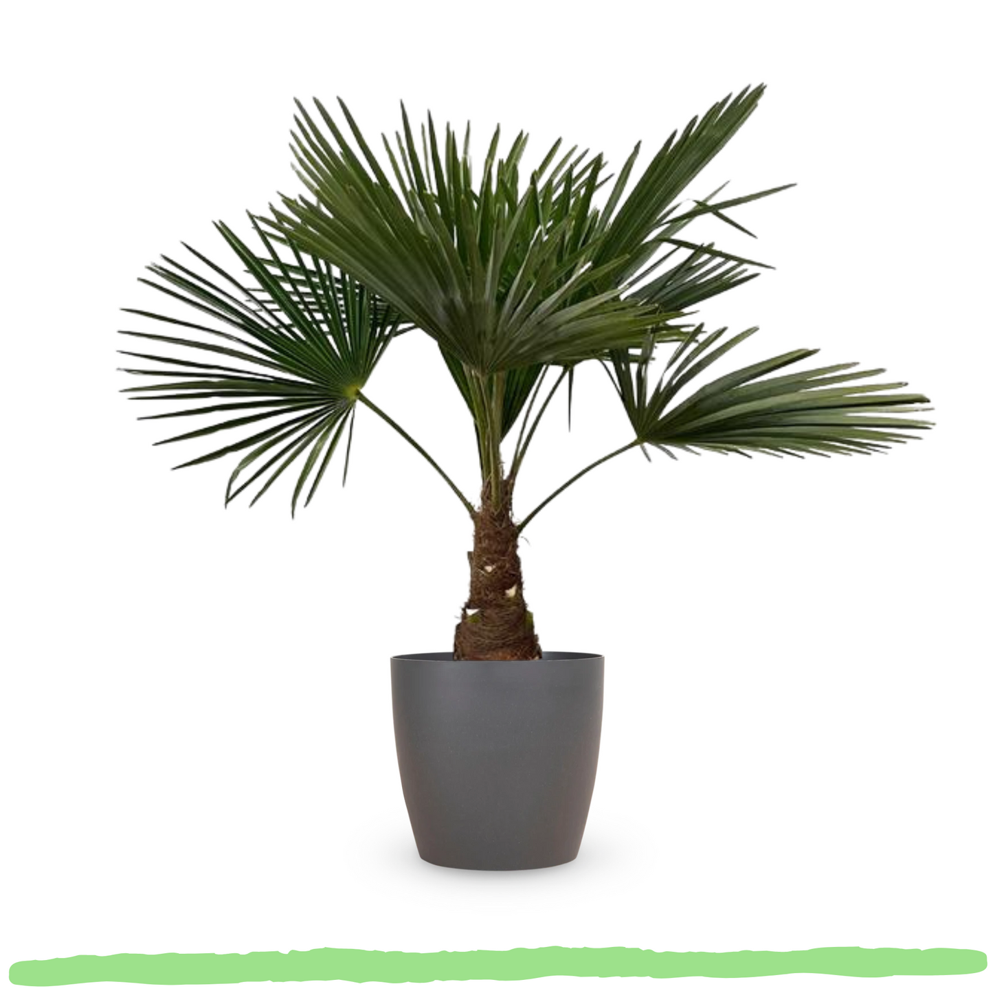 Trachycarpus Fortunei "Chinesische Hanfpalme"- ⭥100cm