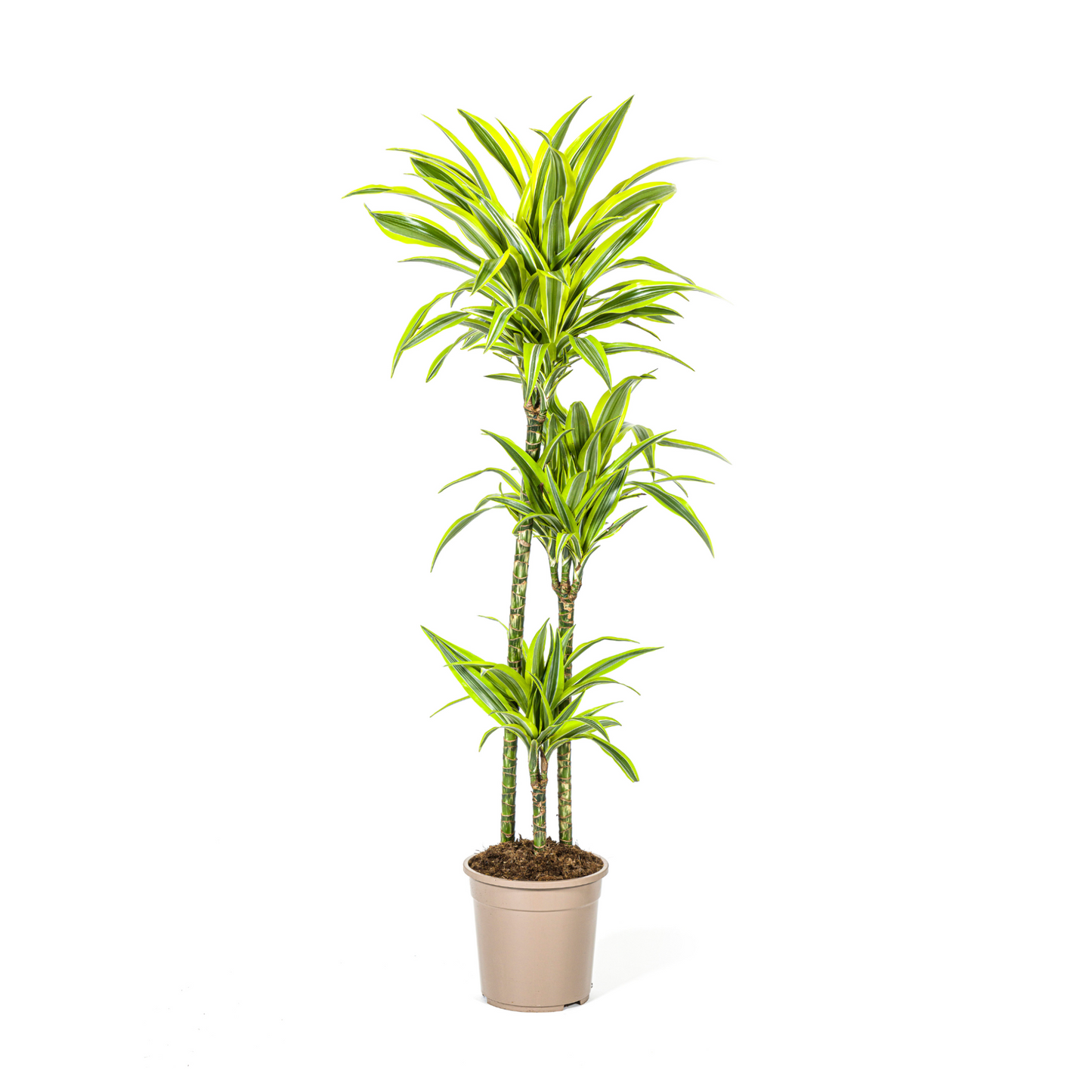 Dracaena Deremensis "Lemon Lime" - ⭥140cm