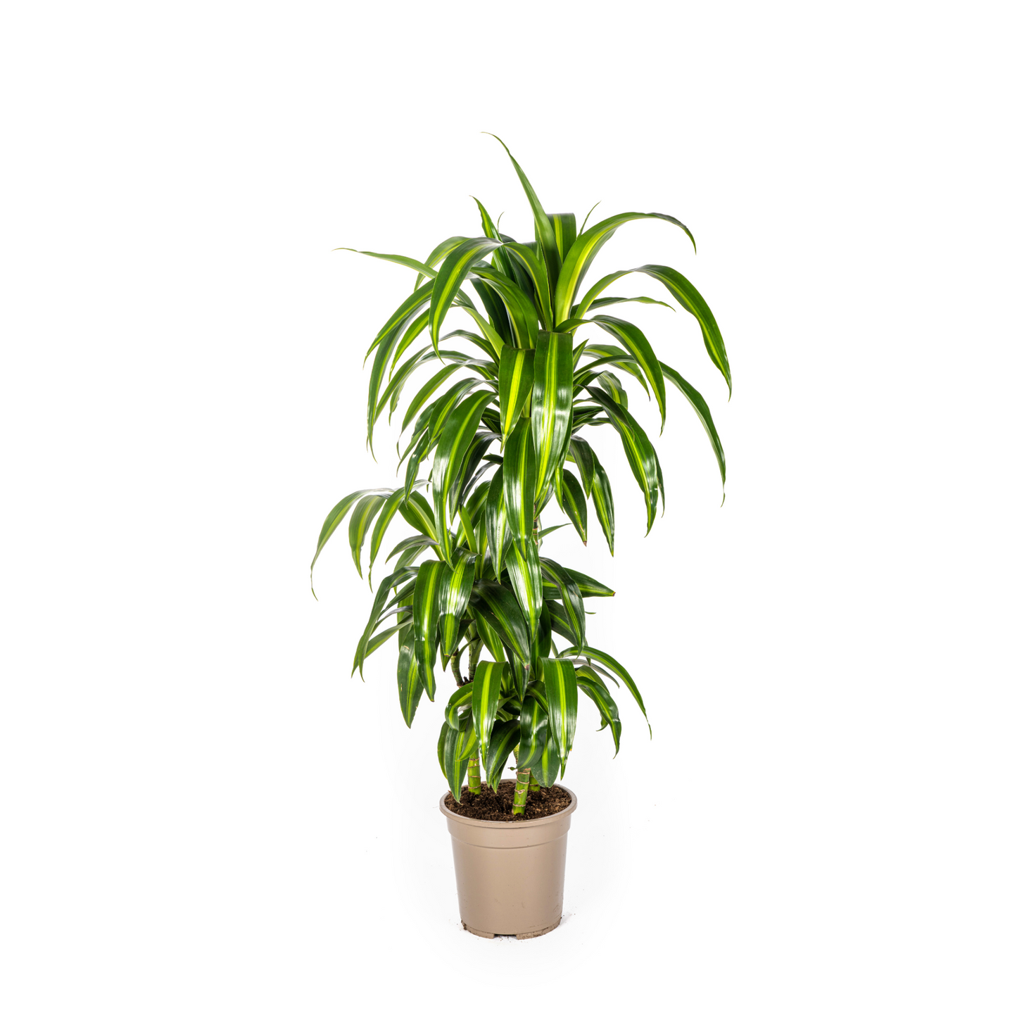 Dracaena Deremensis "Hawaiian Sunshine" - ⭥100cm