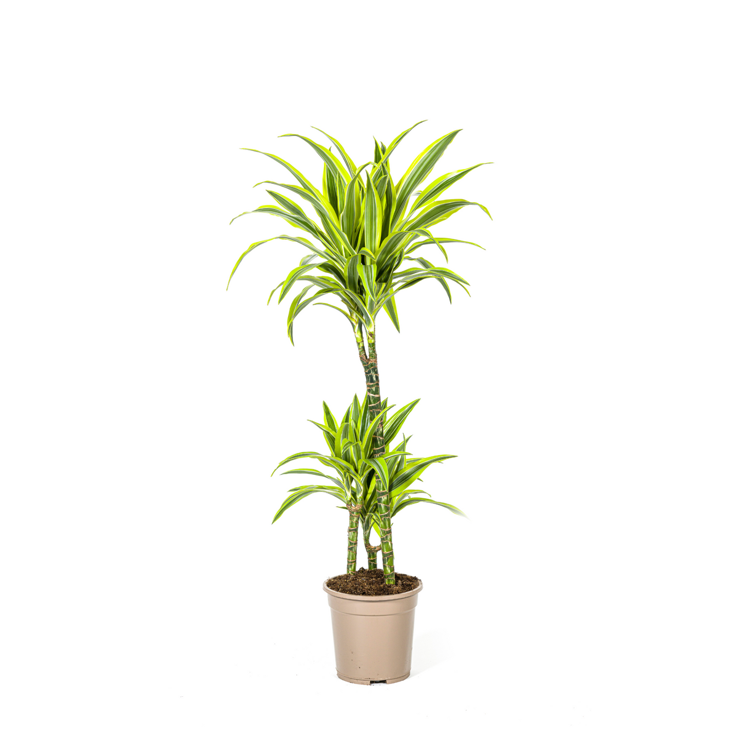 Dracaena Deremensis "Lemon Lime" - ⭥100cm