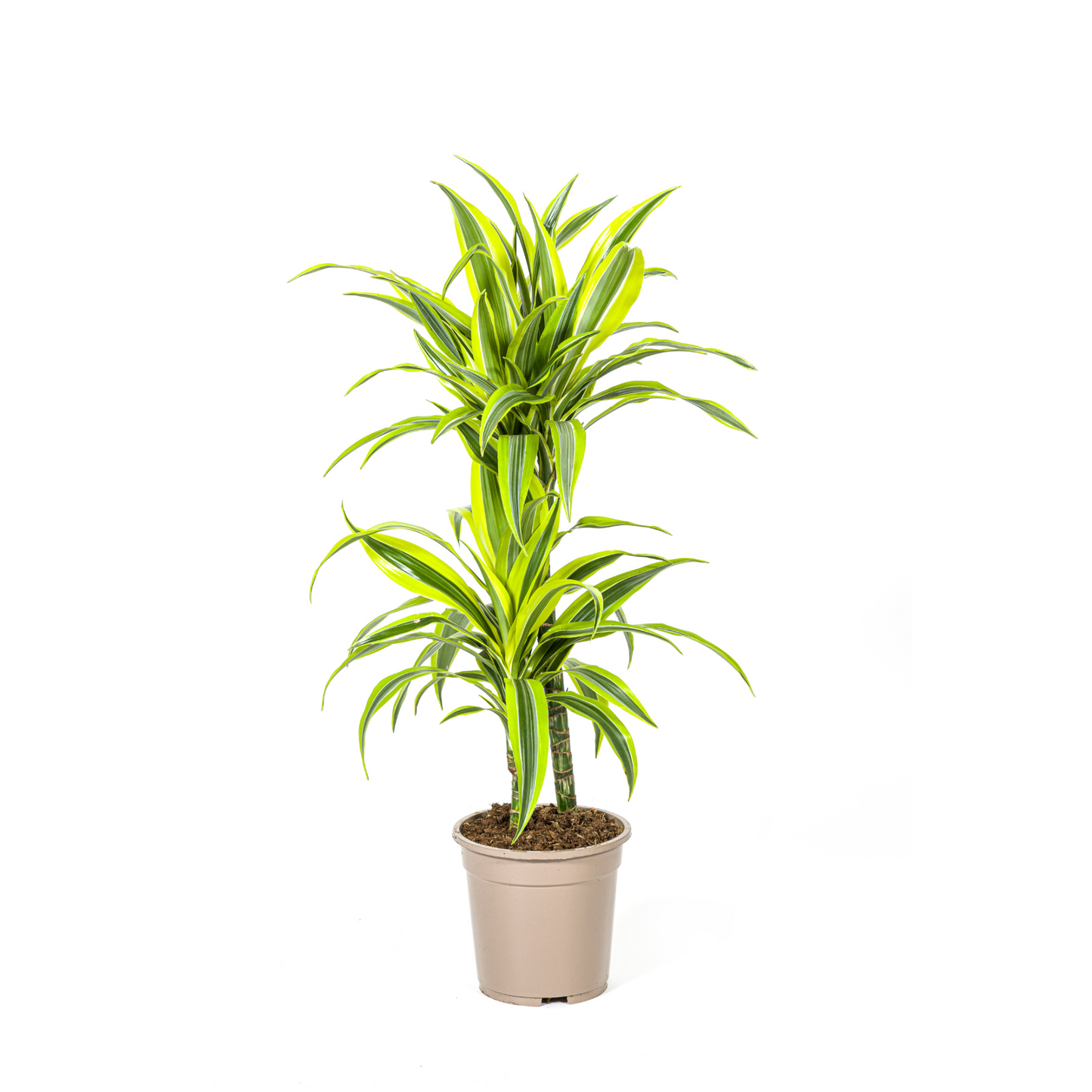 Drachenbaum Trio (⭥80cm) - Pflegeleicht