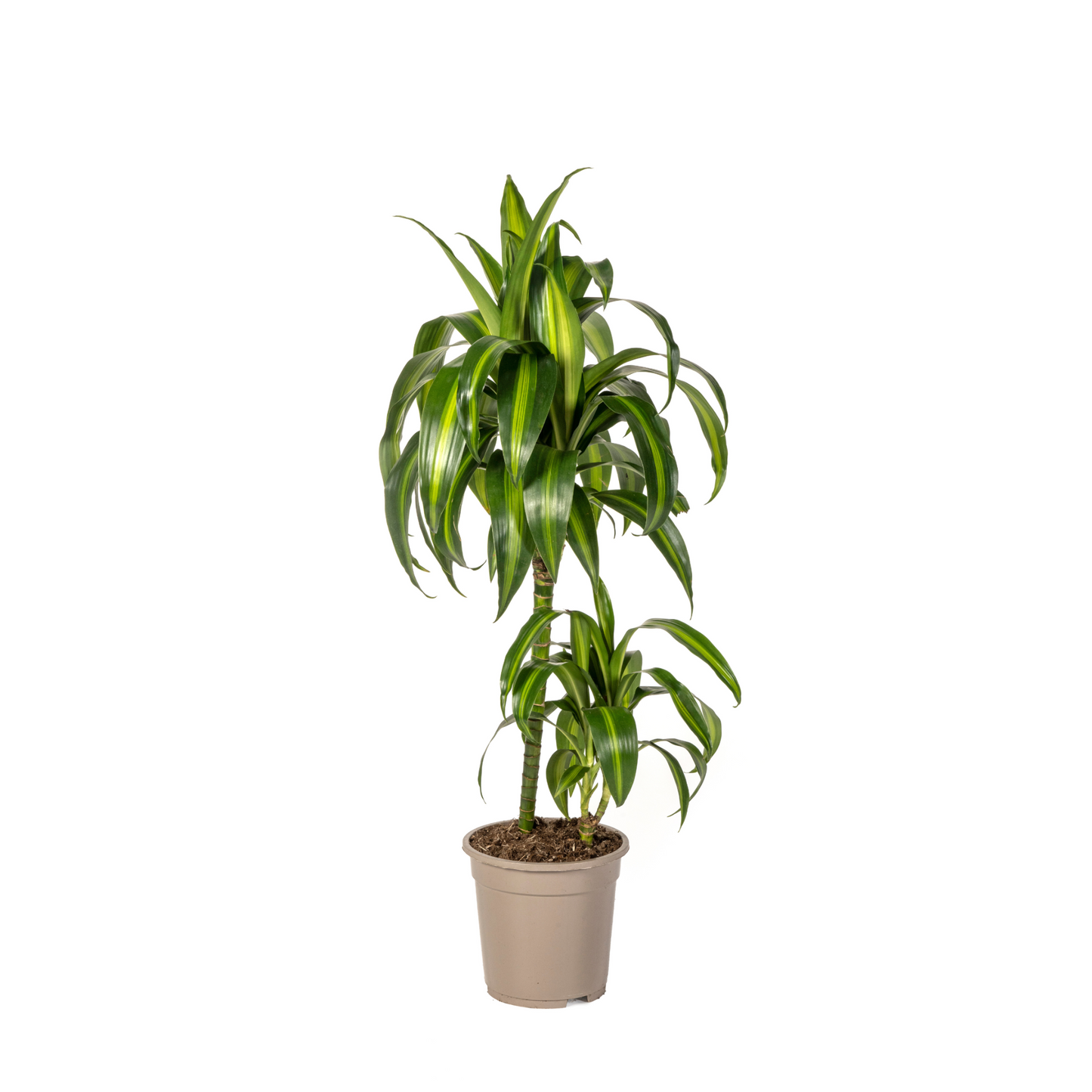 Drachenbaum Trio (⭥80cm) - Pflegeleicht