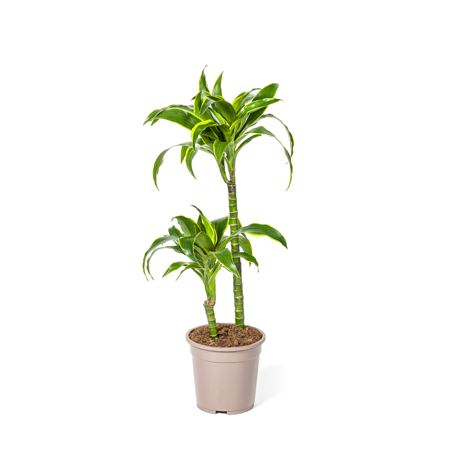 Dracaena Deremensis "Dorado" - ⭥80cm