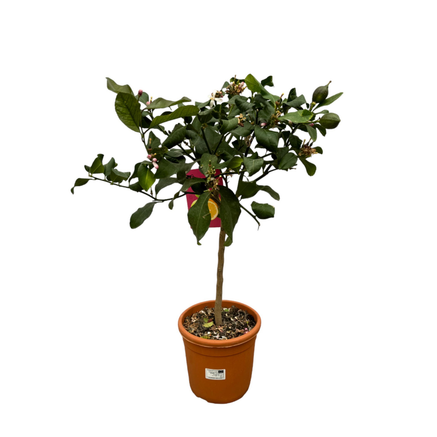 Citrus Calamondin - "Kalamondin-Zitrus" - ⭥80cm