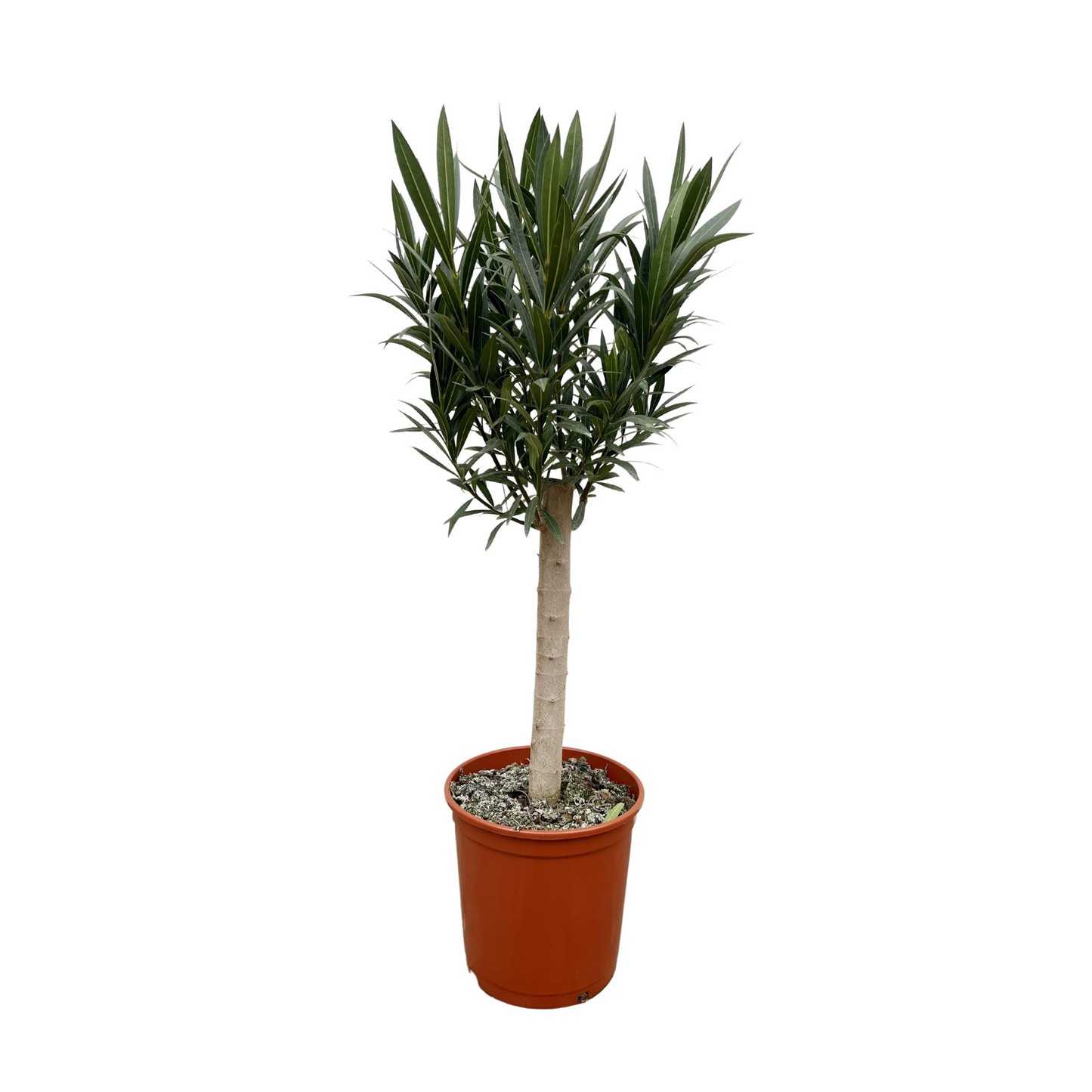 Nerium Oleander mit weißen Blüten - ⭥110cm