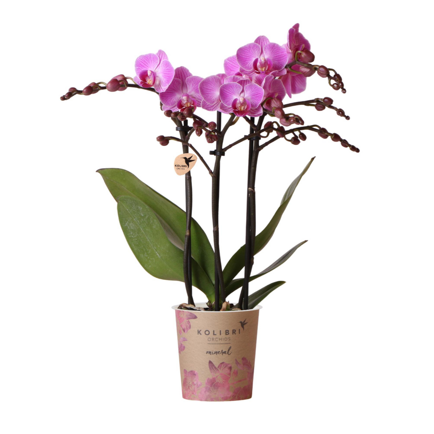 Lila/Rosa Schmetterlingsorchidee "Vienna" - ⭥35cm