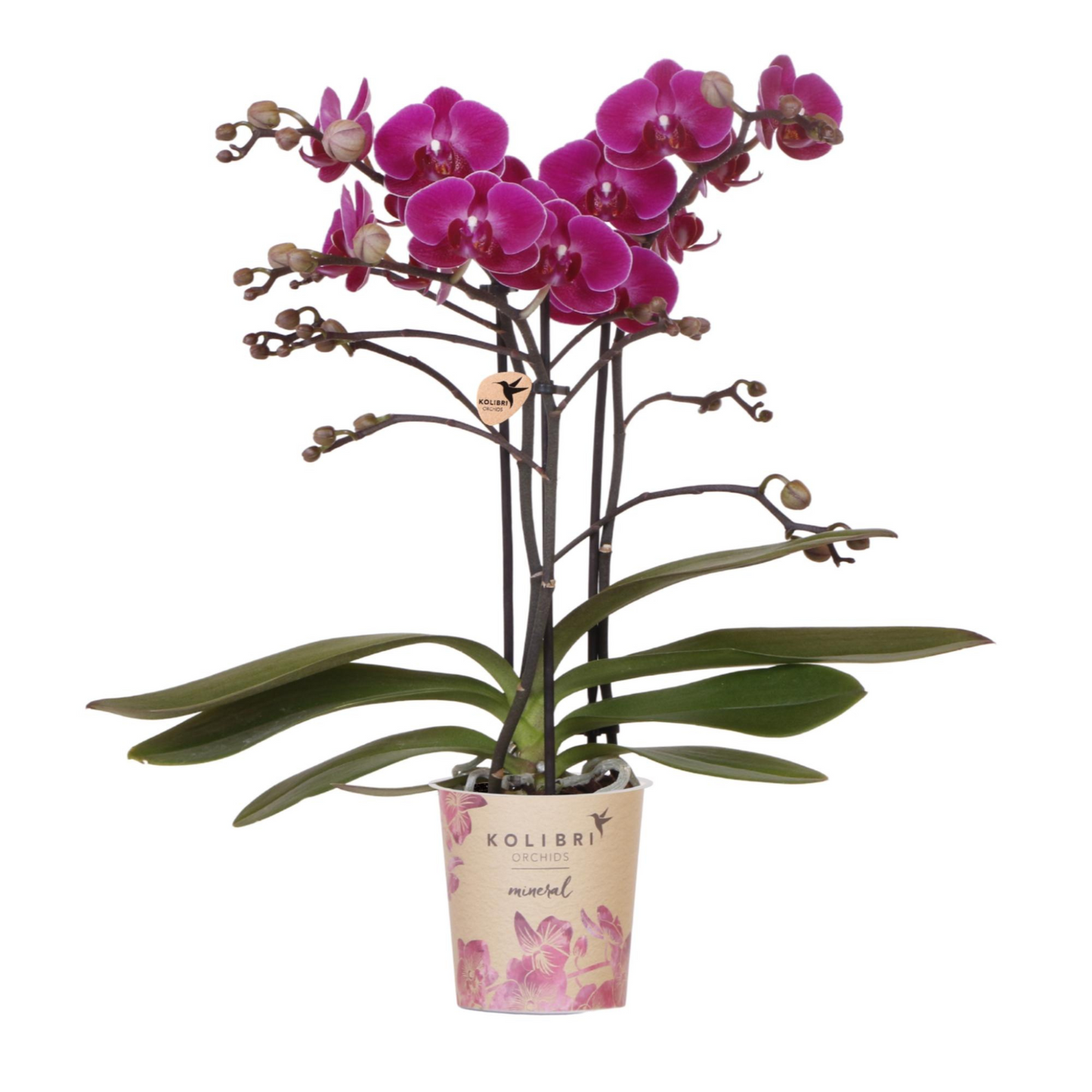 Lila Schmetterlingsorchidee "Morelia"