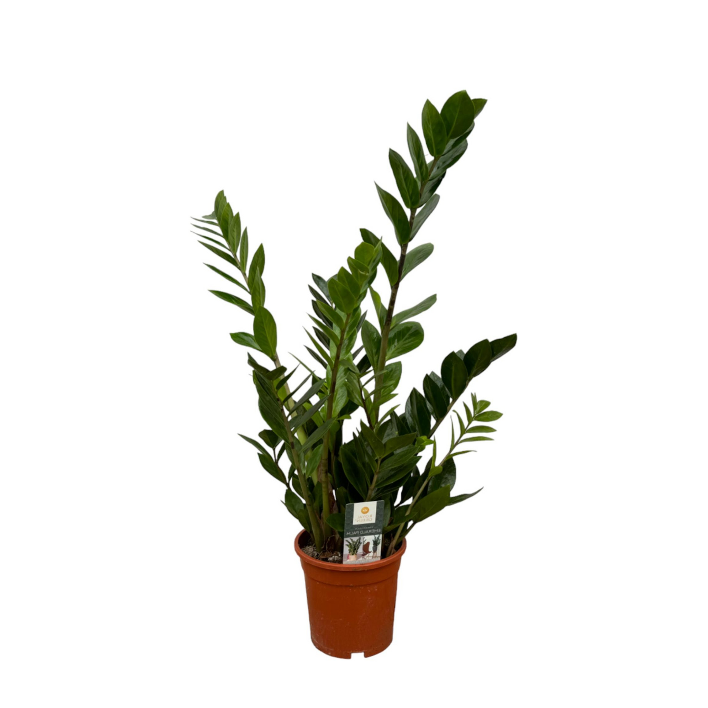 Zamioculcas Zamiifolia - ⭥75cm - mit Pflanztopf ELHO Brussels in Anthrazit