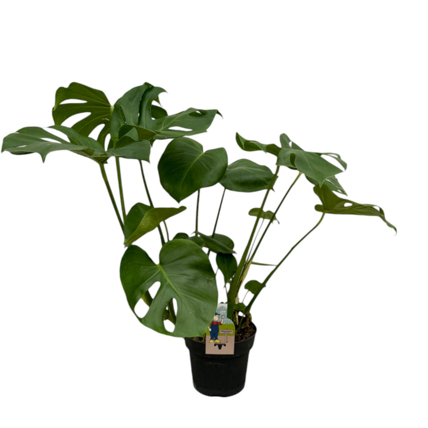 Monstera Deliciosa - "Fensterblatt" - ⭥70cm