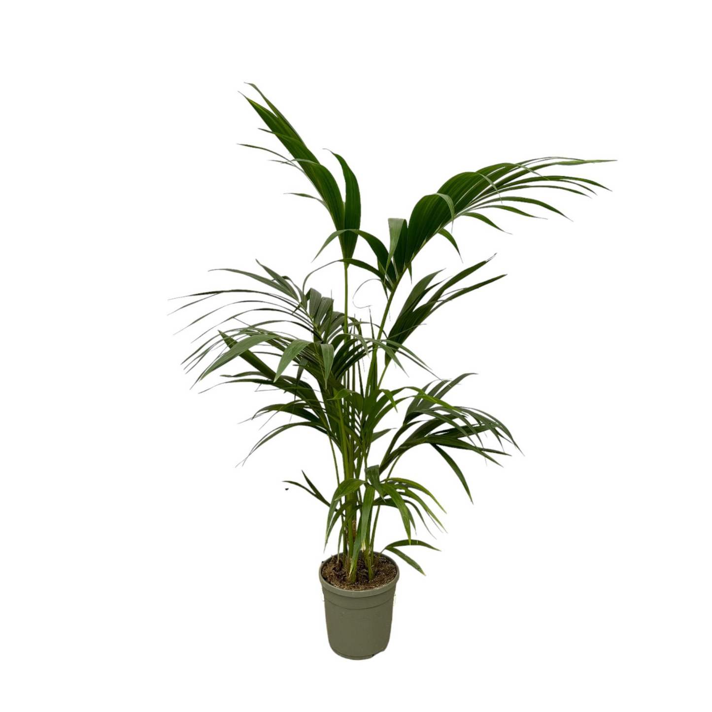 Howea Forsteriana - "Kentia Palme" - ⭥130cm