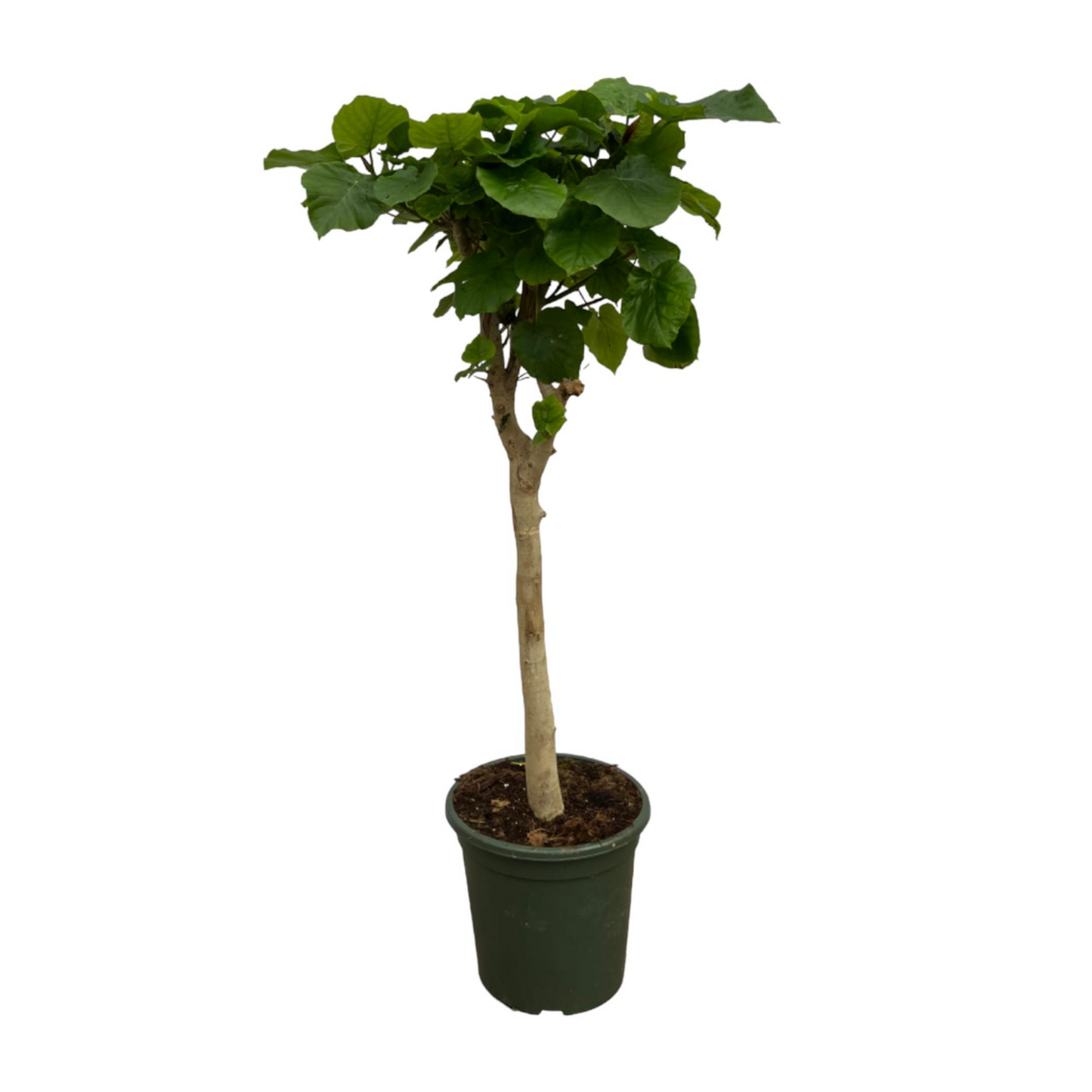 Ficus Umbellata - "Afrikanische Feige" - ⭥180cm