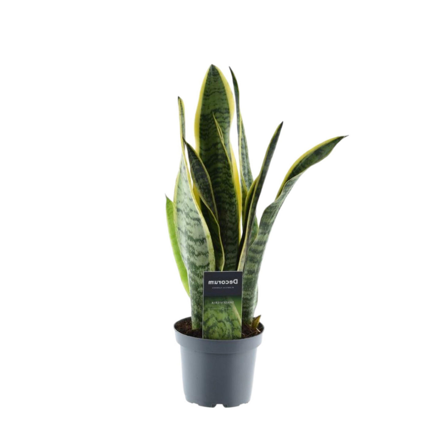 Sansevieria Laurentii - ⭥45cm - mit Pflanztopf ELHO Vibes in Weiß