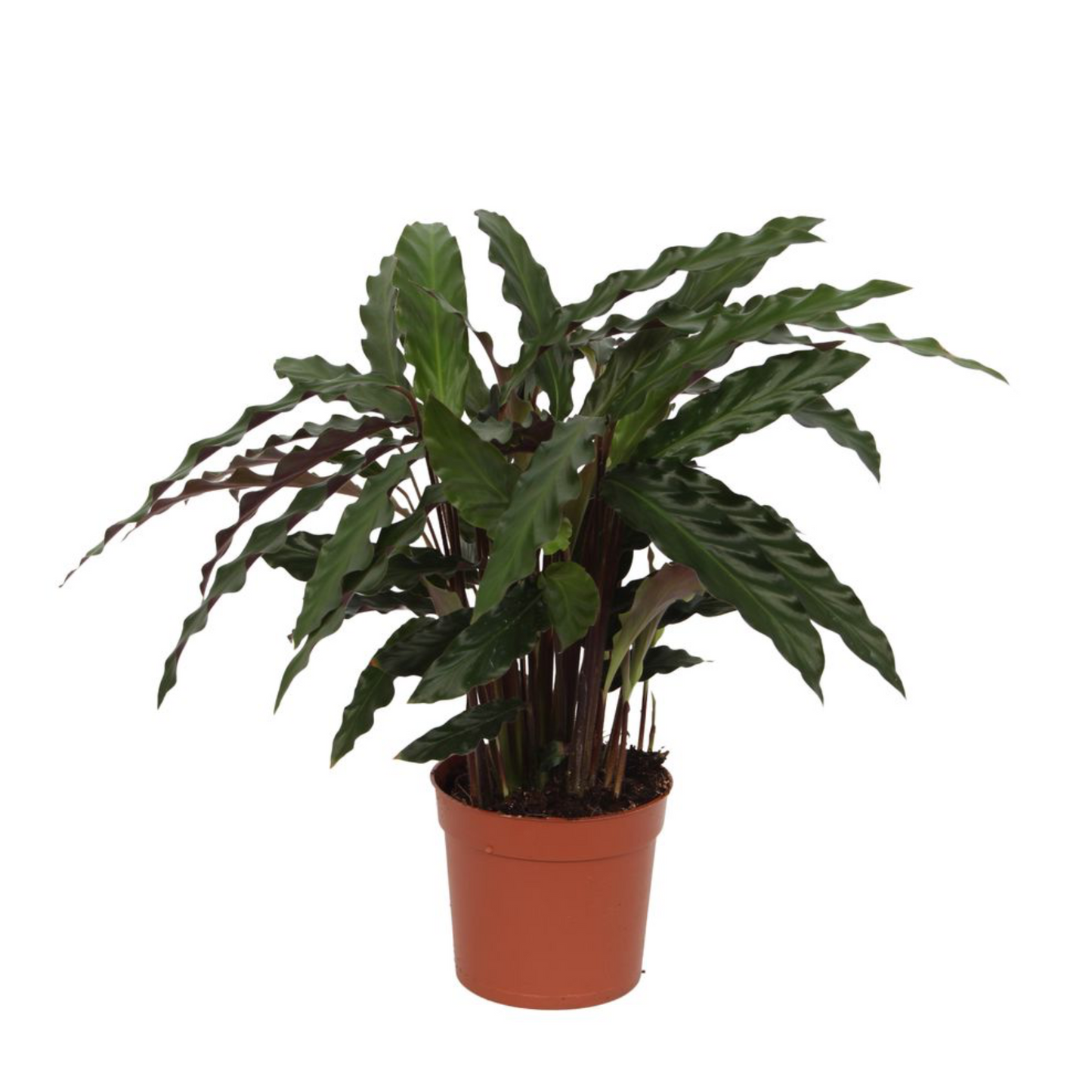 Calathea Elgergrass - ⭥35cm