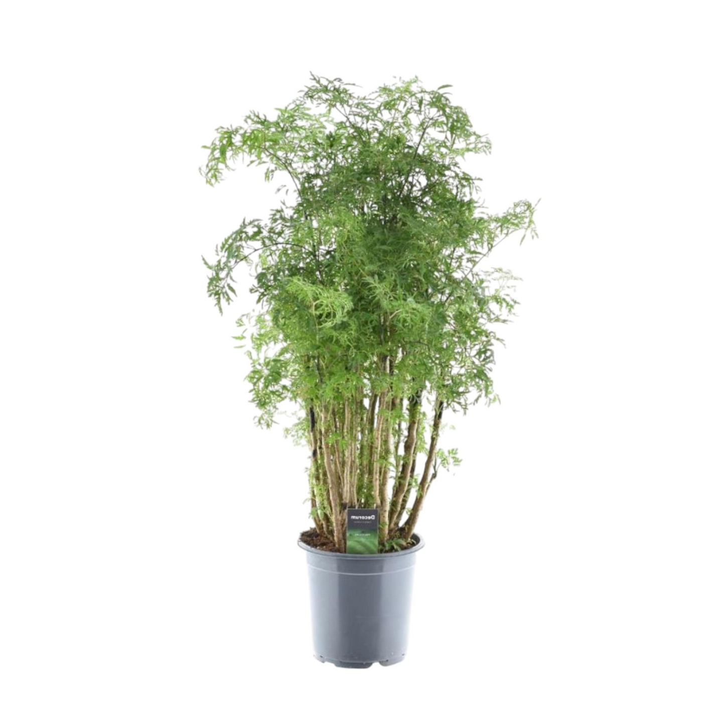 Polyscias Hawaiiana Ming - "Ming-Aralia" - ⭥90cm