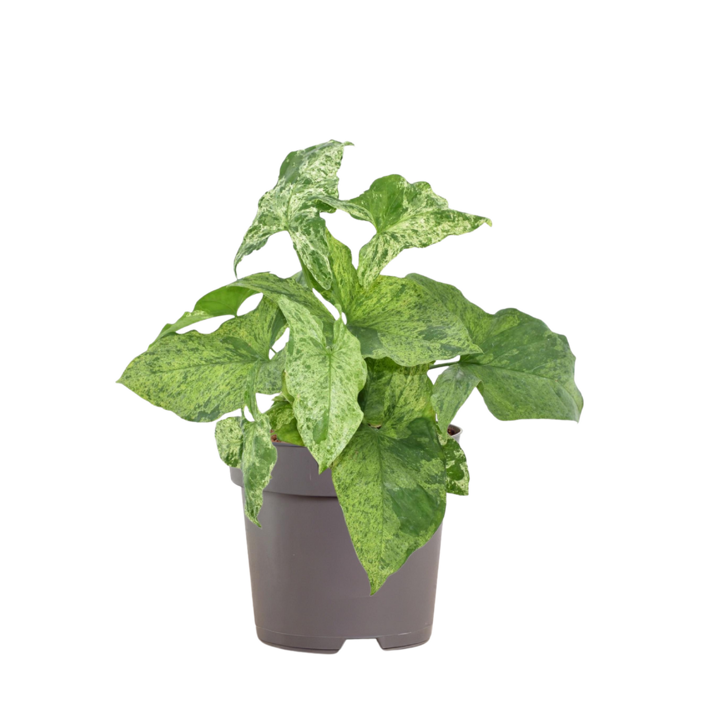 Syngonium Mottled - "Pfeilblatt" - ⭥25cm