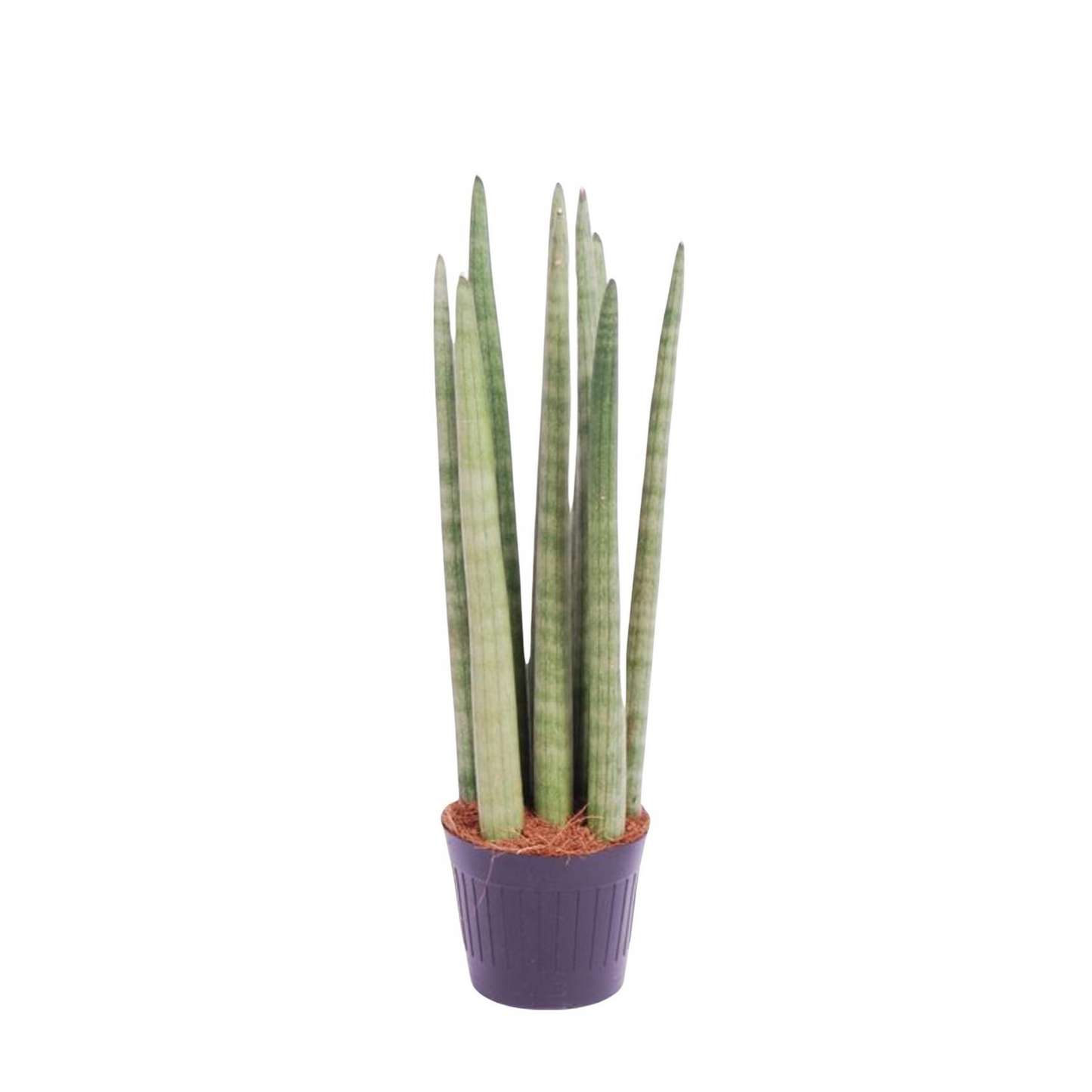 Sansevieria Cylindrica "Spaghetti" - ⭥40cm