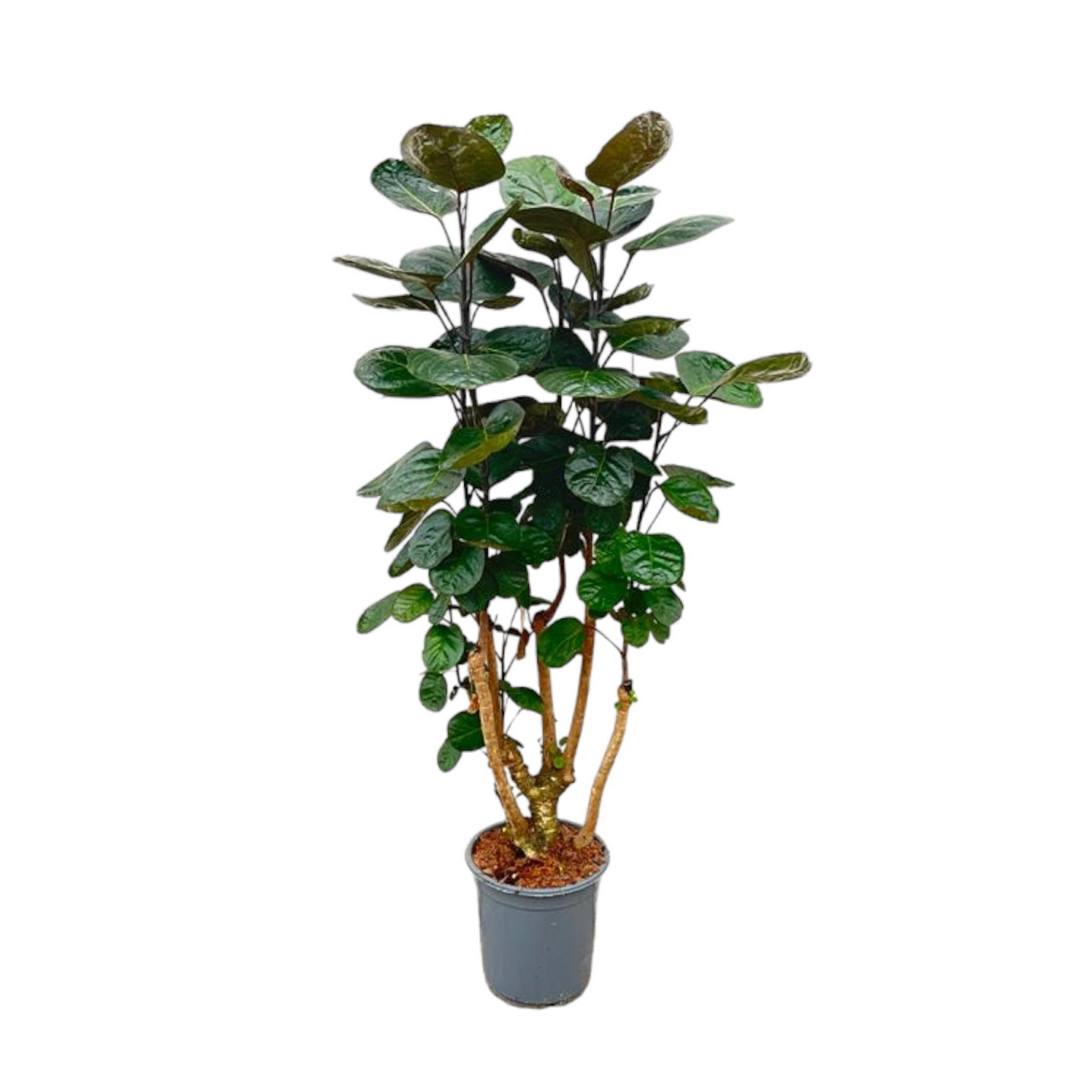 Polyscias Fabian - ⭥130cm