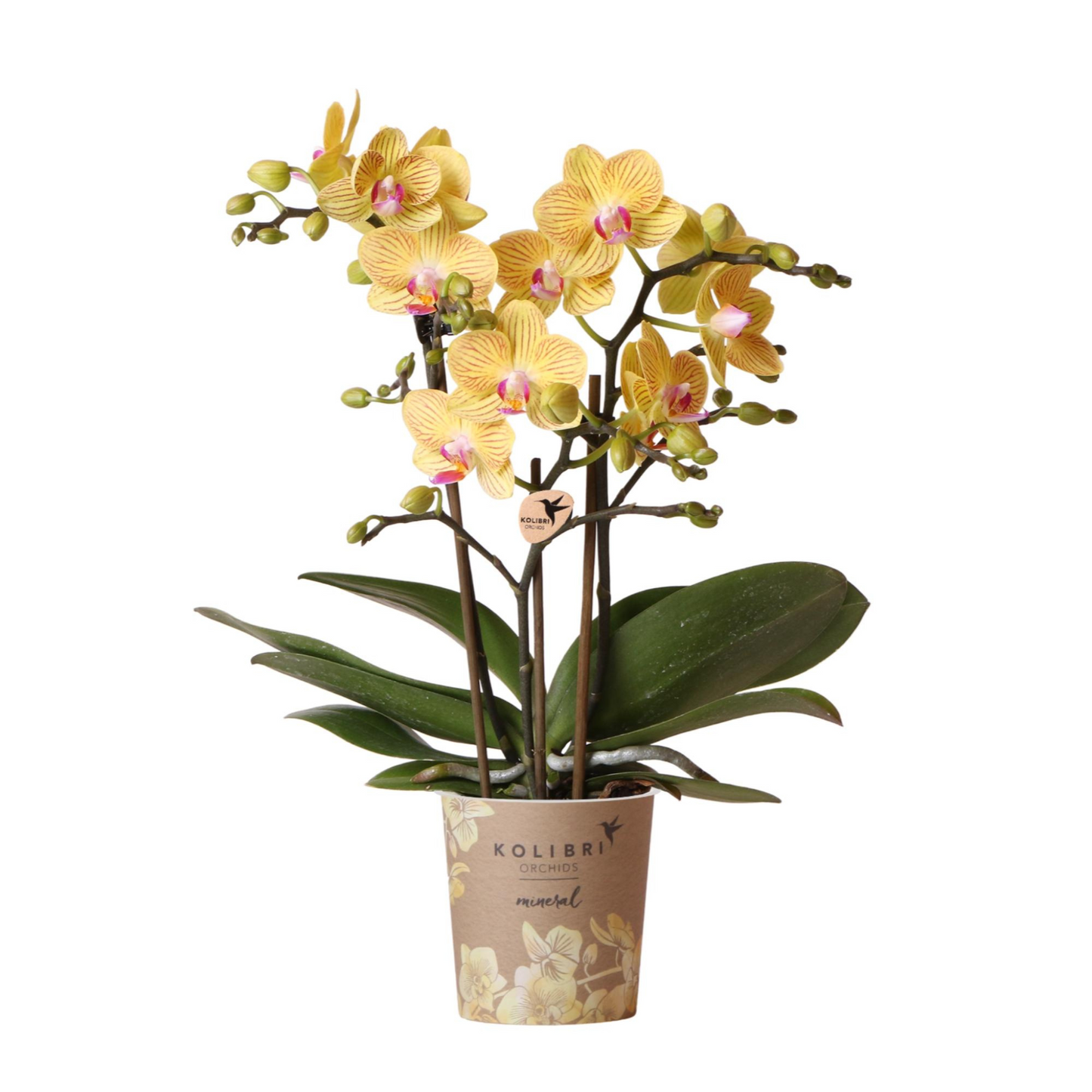 Gelbe Schmetterlingsorchidee "Lima" - ⭥35cm