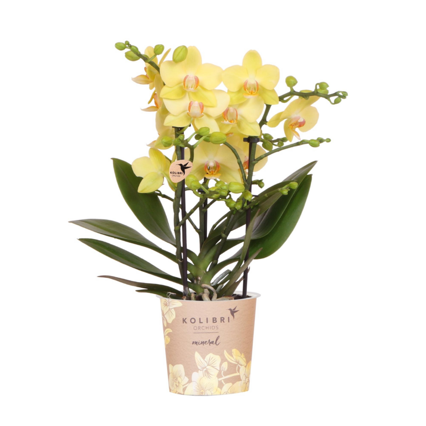 Gelbe Schmetterlingsorchidee "Albenga" - ⭥35cm