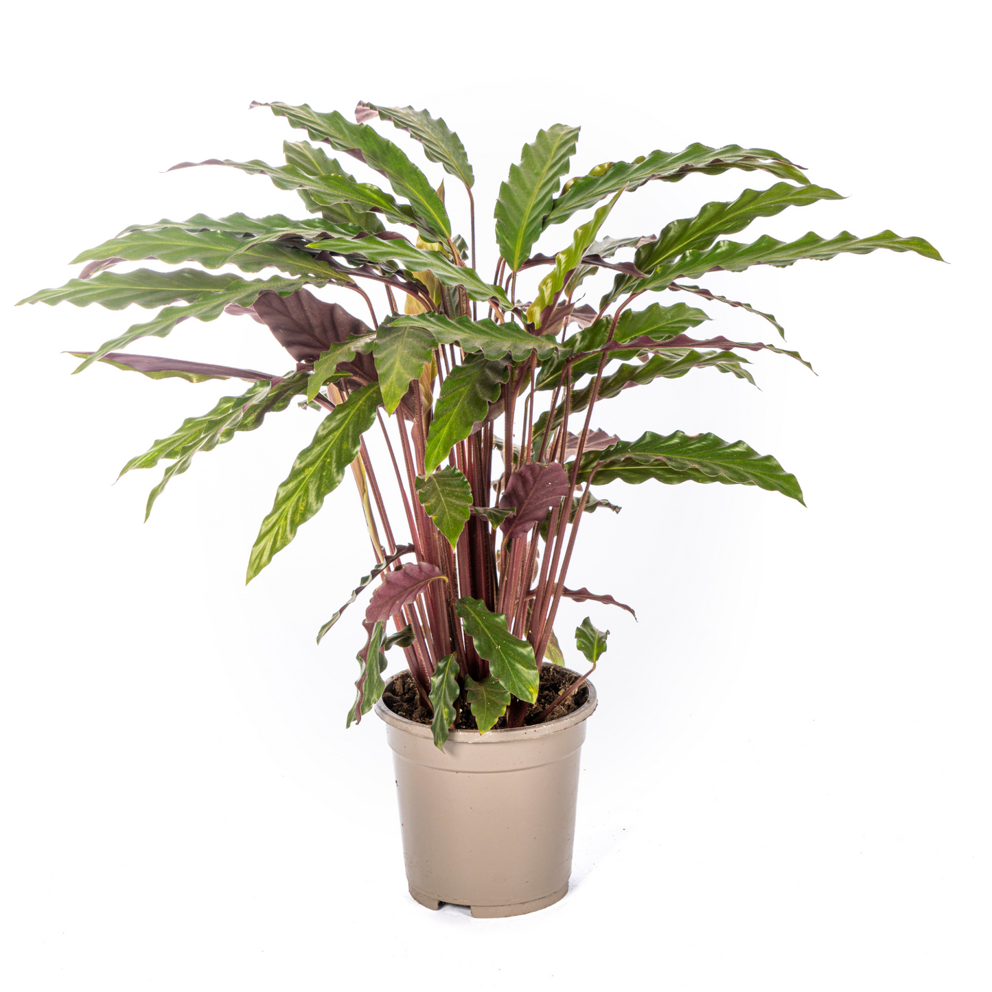 Calathea Rufibarba - ⭥45cm