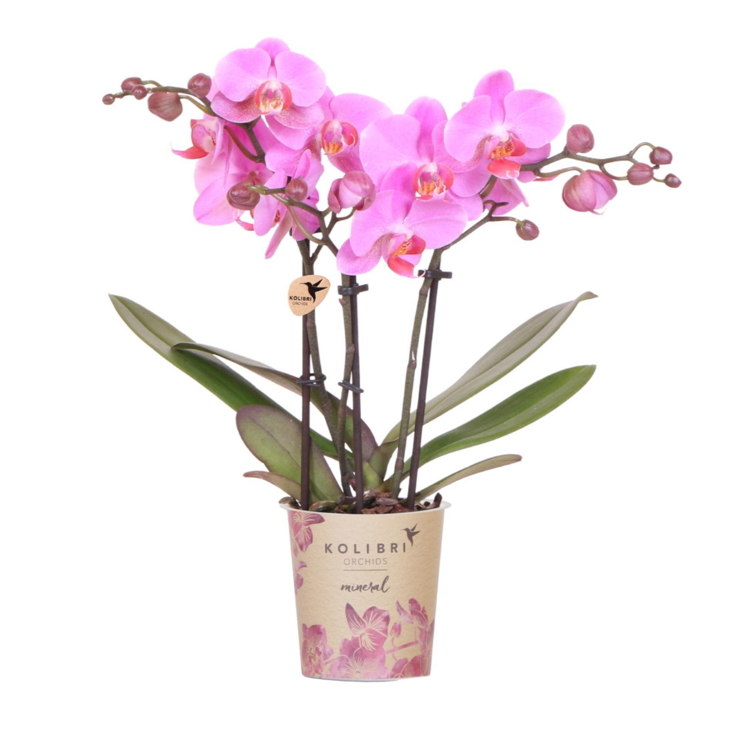 Violett/Rosa Schmetterlingsorchidee "Frederikstad" - ⭥35cm