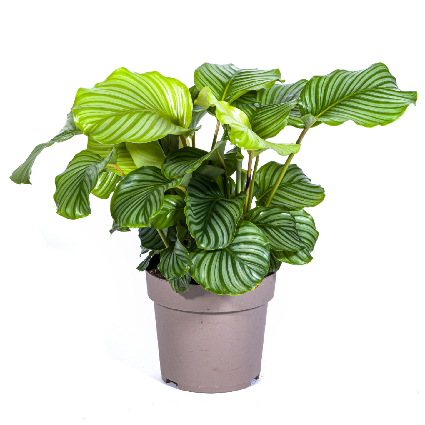 Calathea Orbifolia - ⭥80cm
