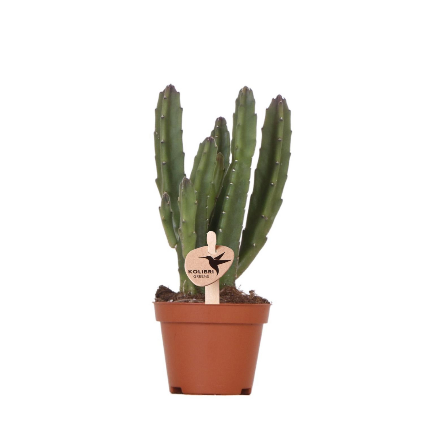 Sukkulente Stapelia - "Aasblume" - ⭥15cm