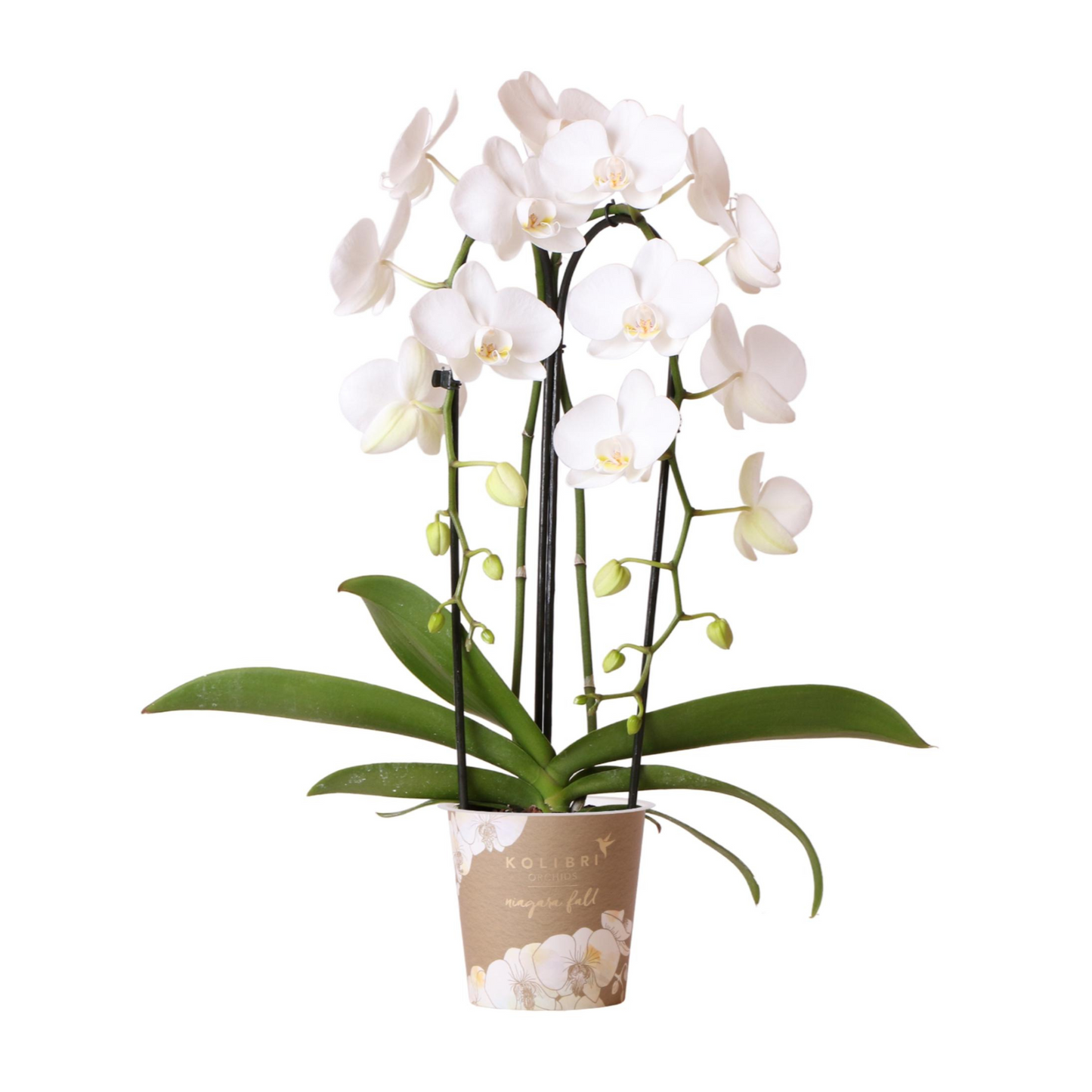 Weiße Orchidee "Niagara Fall" - ⭥40cm