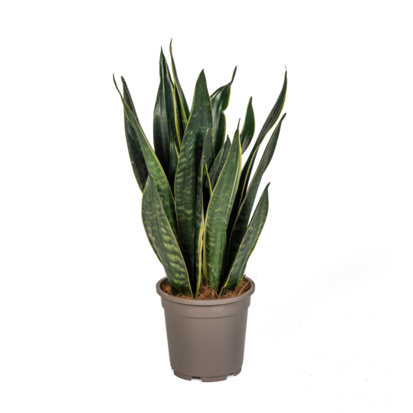 Sansevieria Trifasciata "Futura Black" - ⭥50cm
